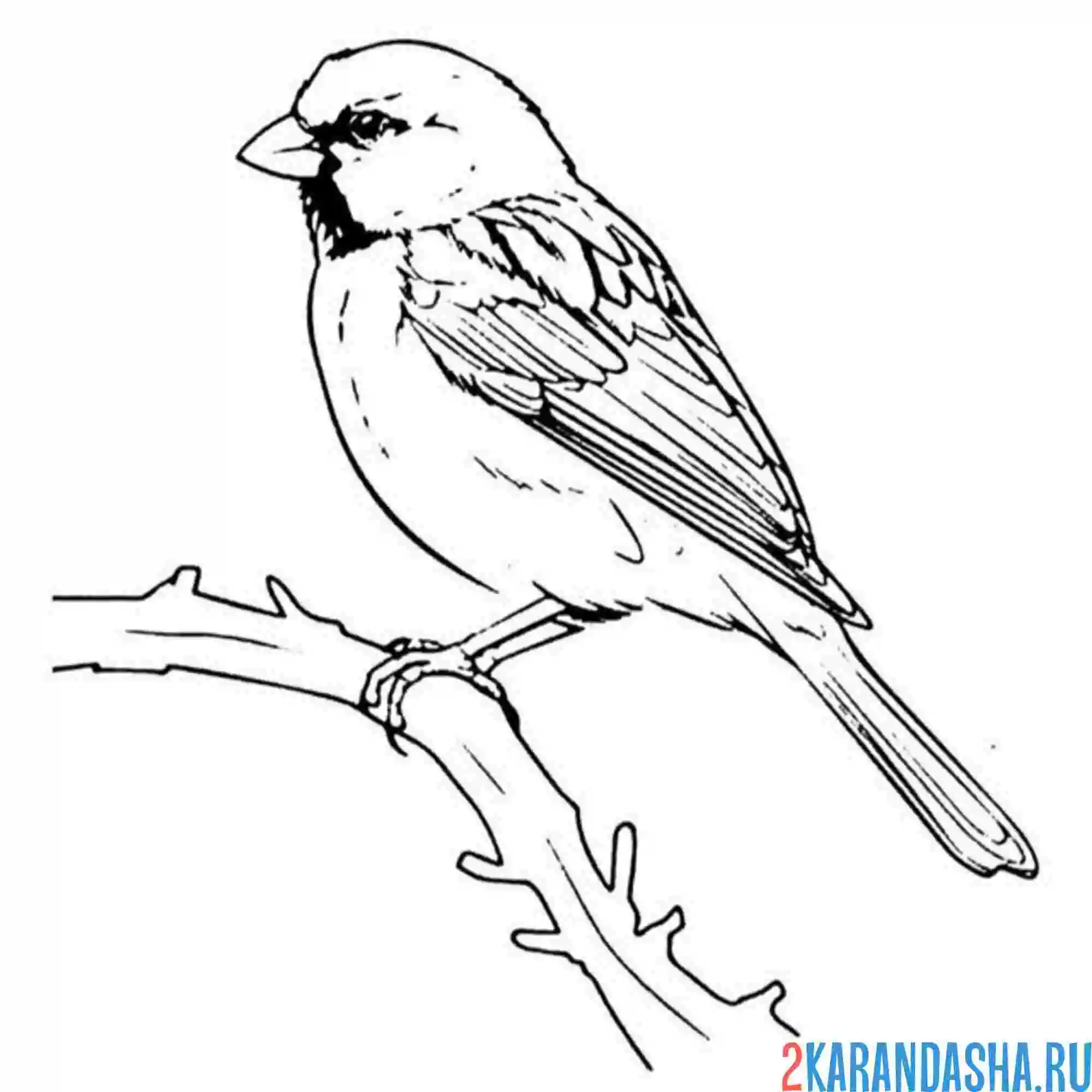 Раскраска воробей как настоящий