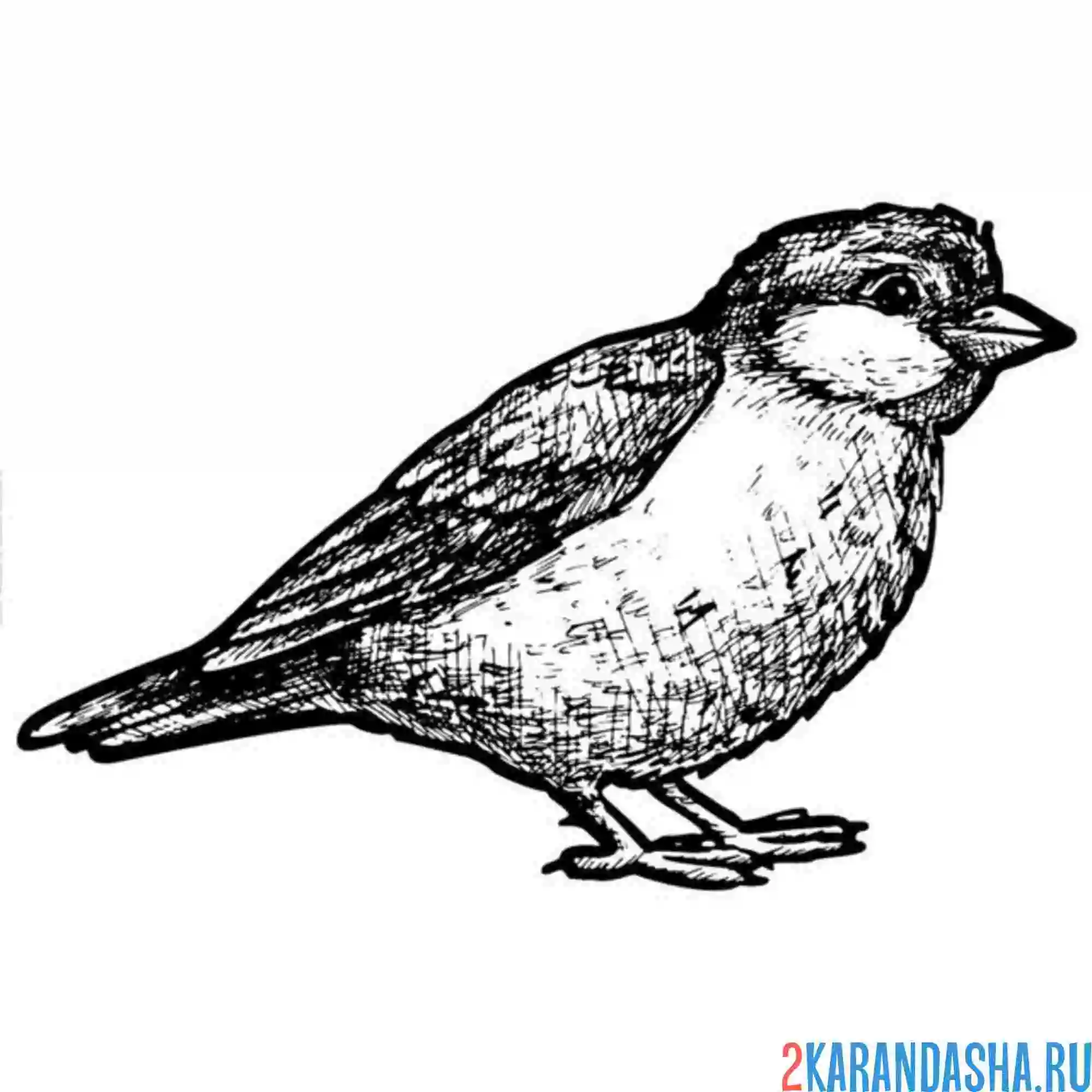 Раскраска воробей прыг