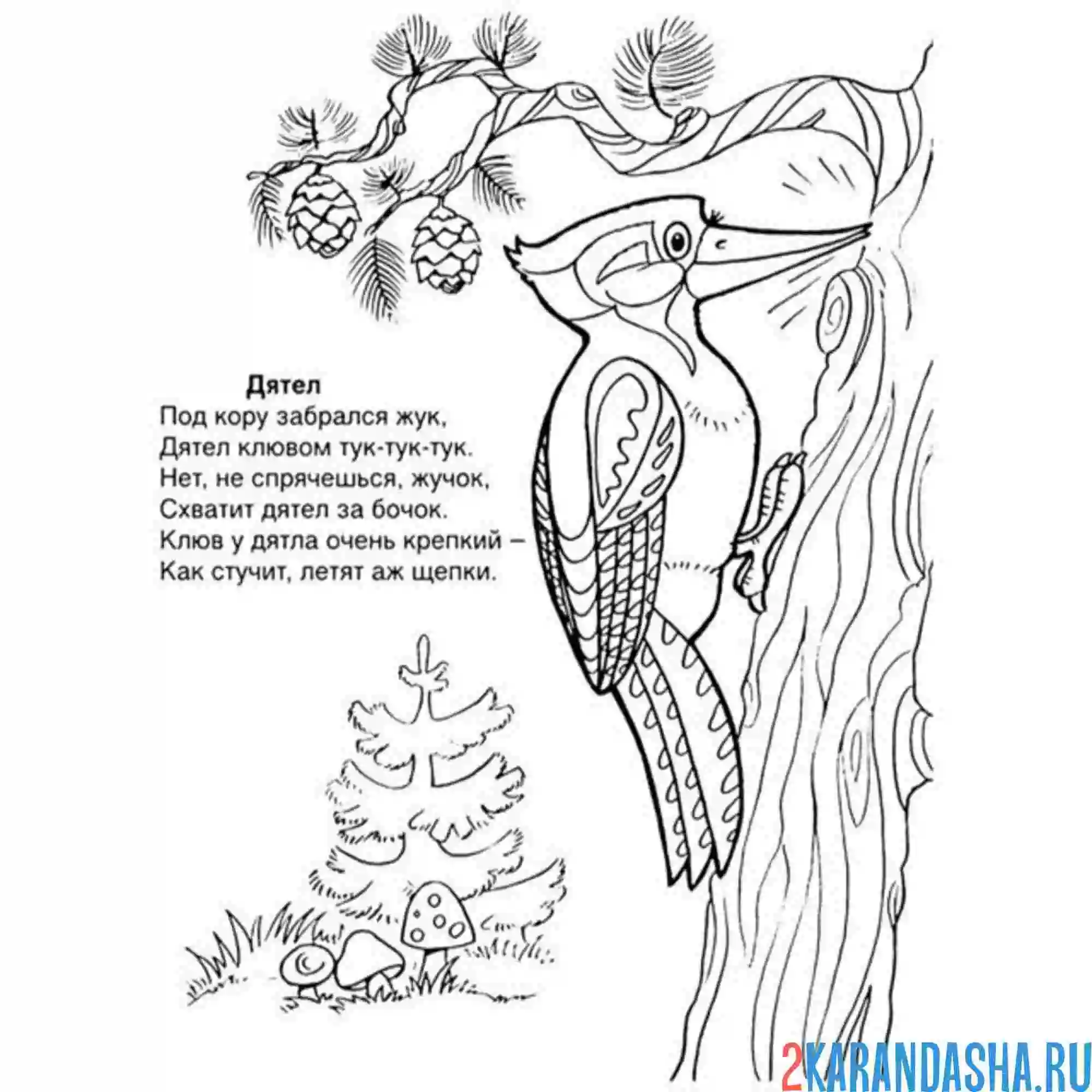 Раскраска стих про дятла