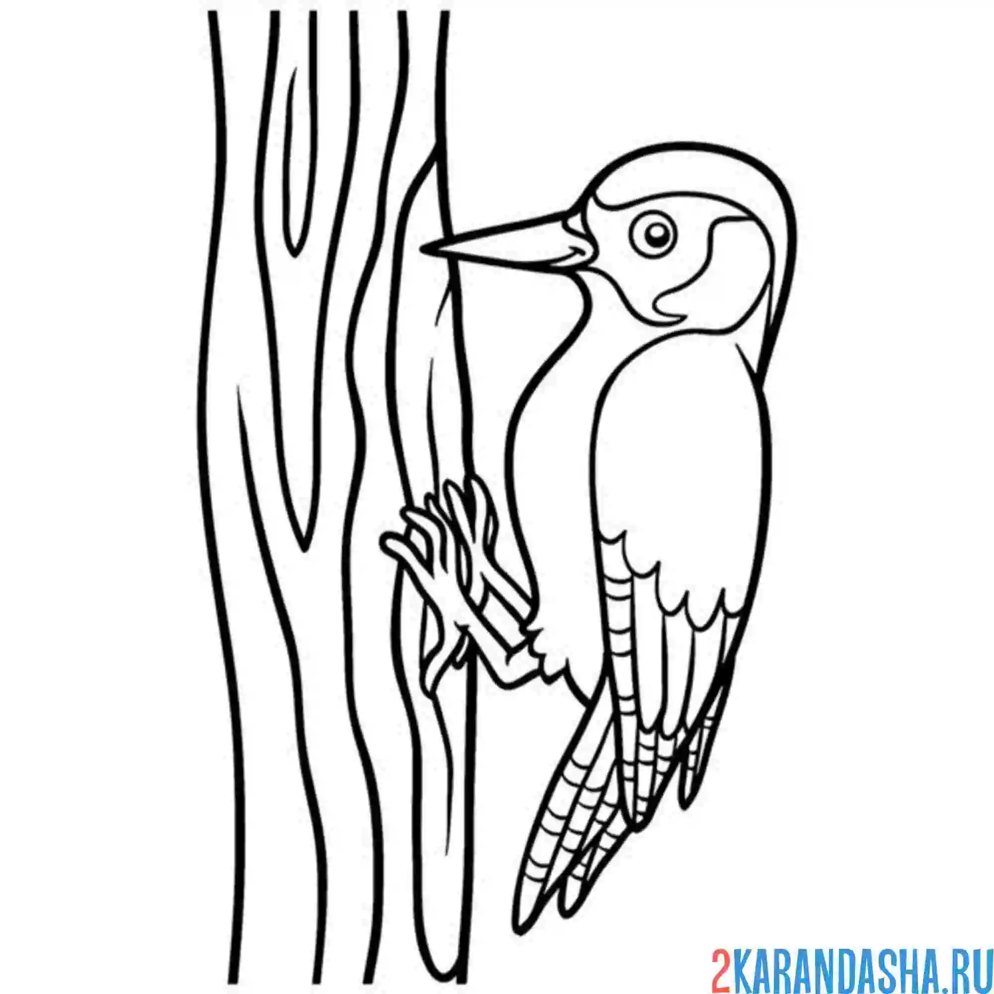 Раскраска дятел на дереве