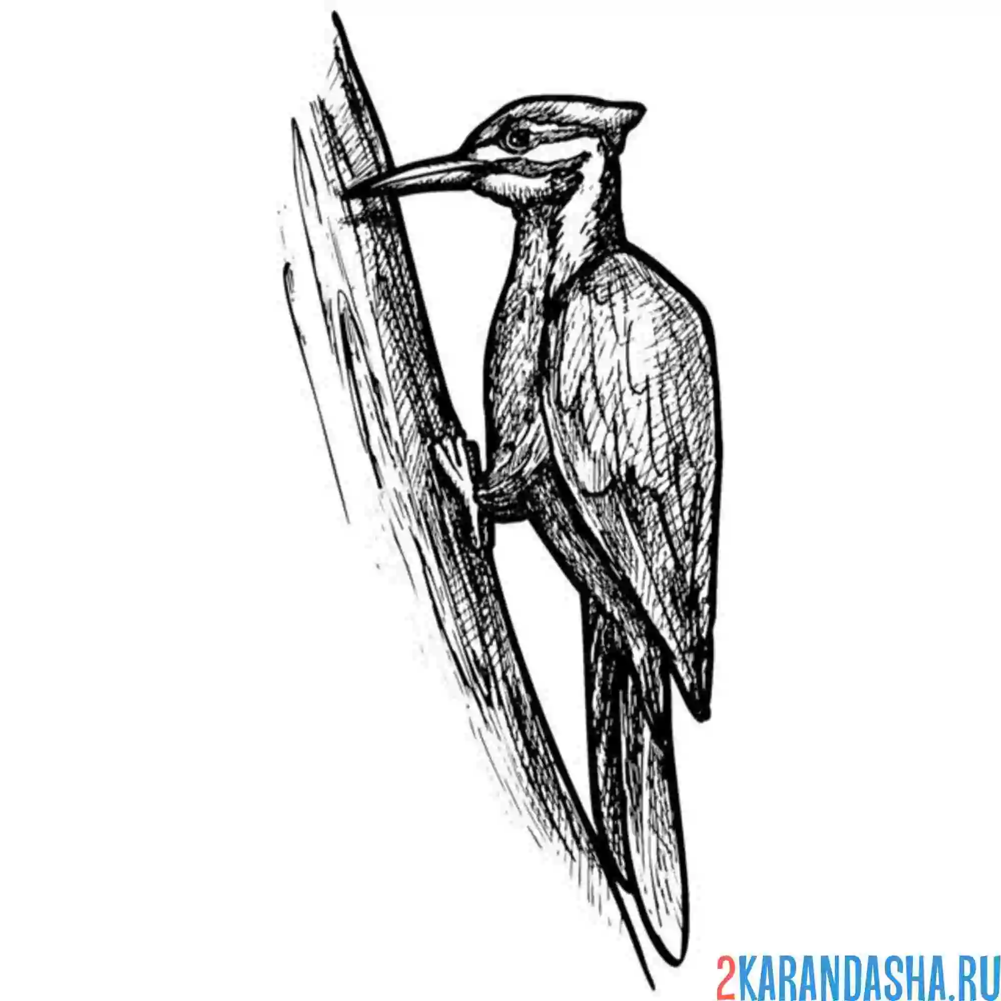 Раскраска фото дятел