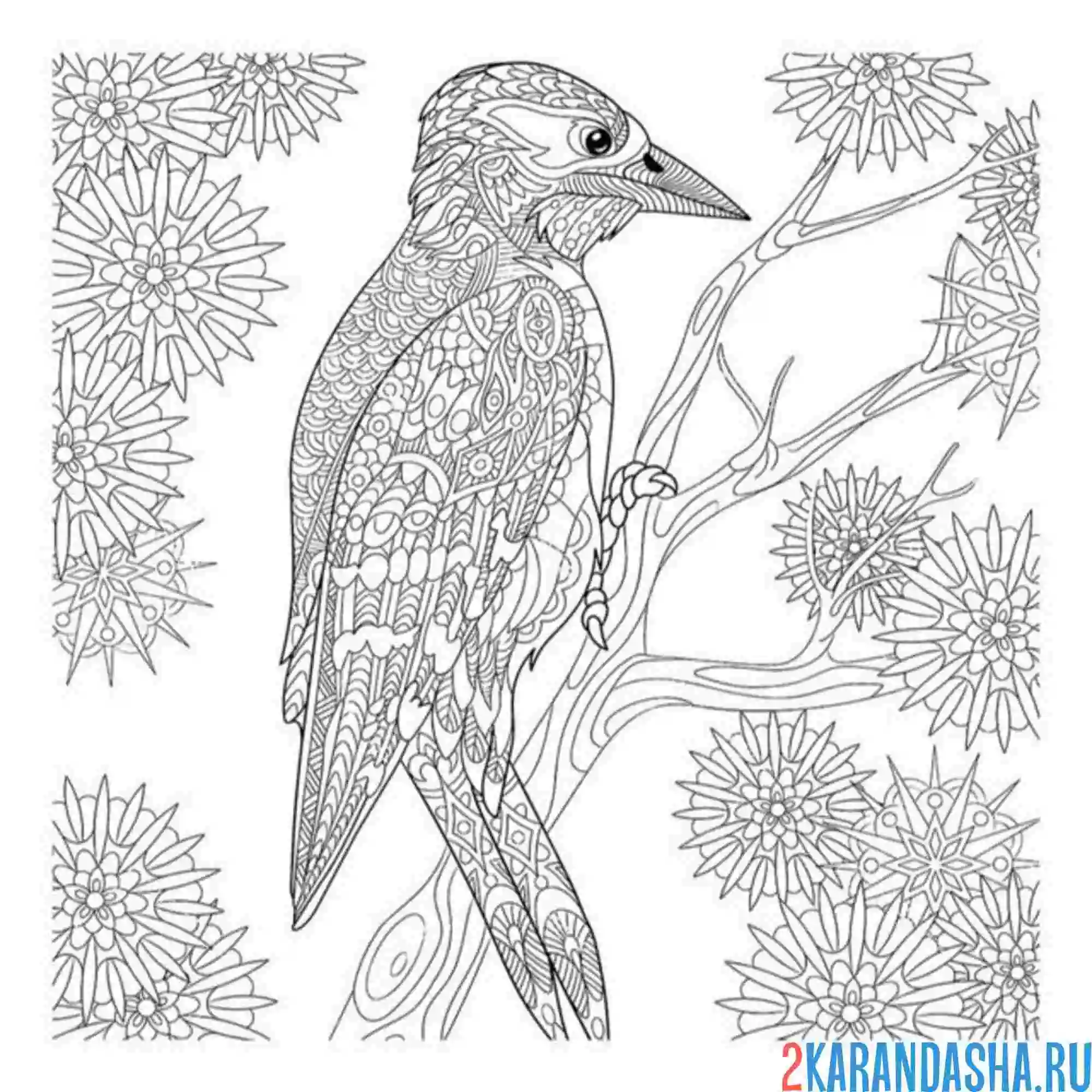 Раскраска антистресс дятел