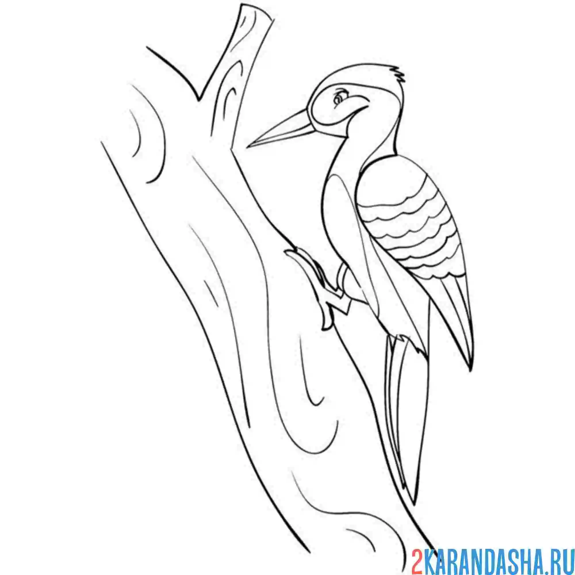 Раскраска рисунок дятел