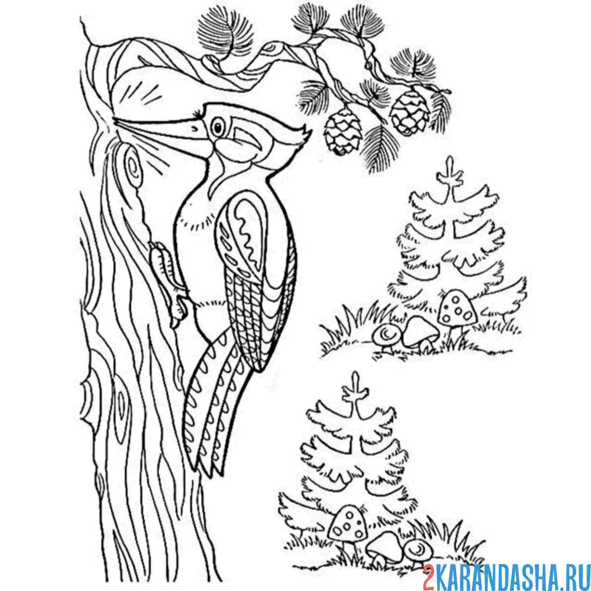 Раскраска дятел в сосновом лесу