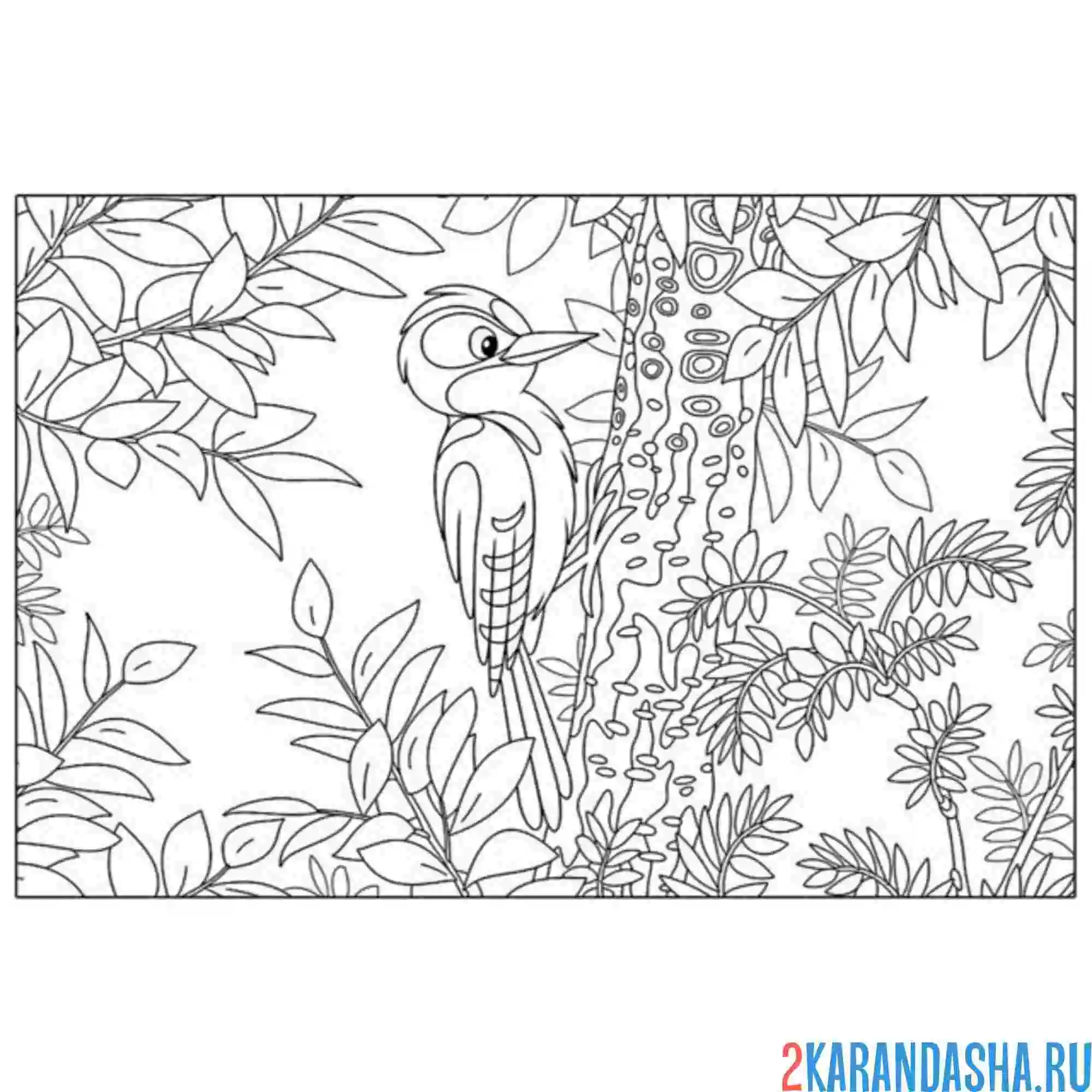 Раскраска дятел в лесу