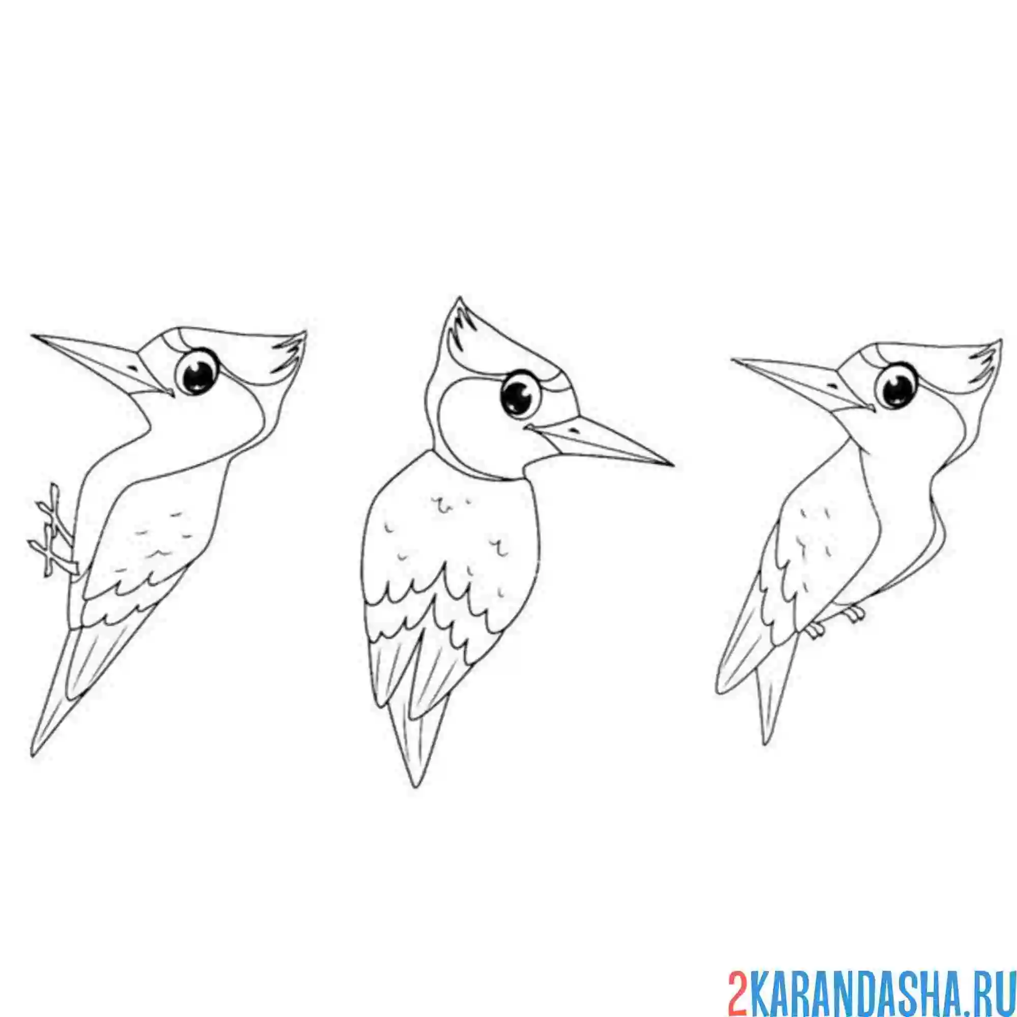 Раскраска три дятла