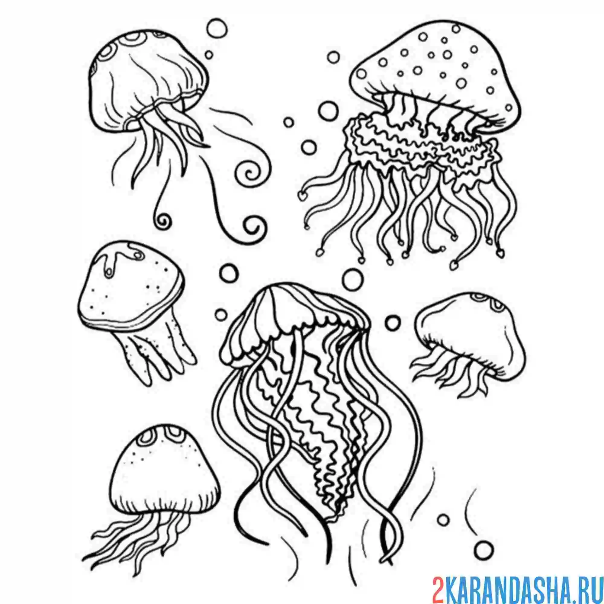 Раскраска много медуз