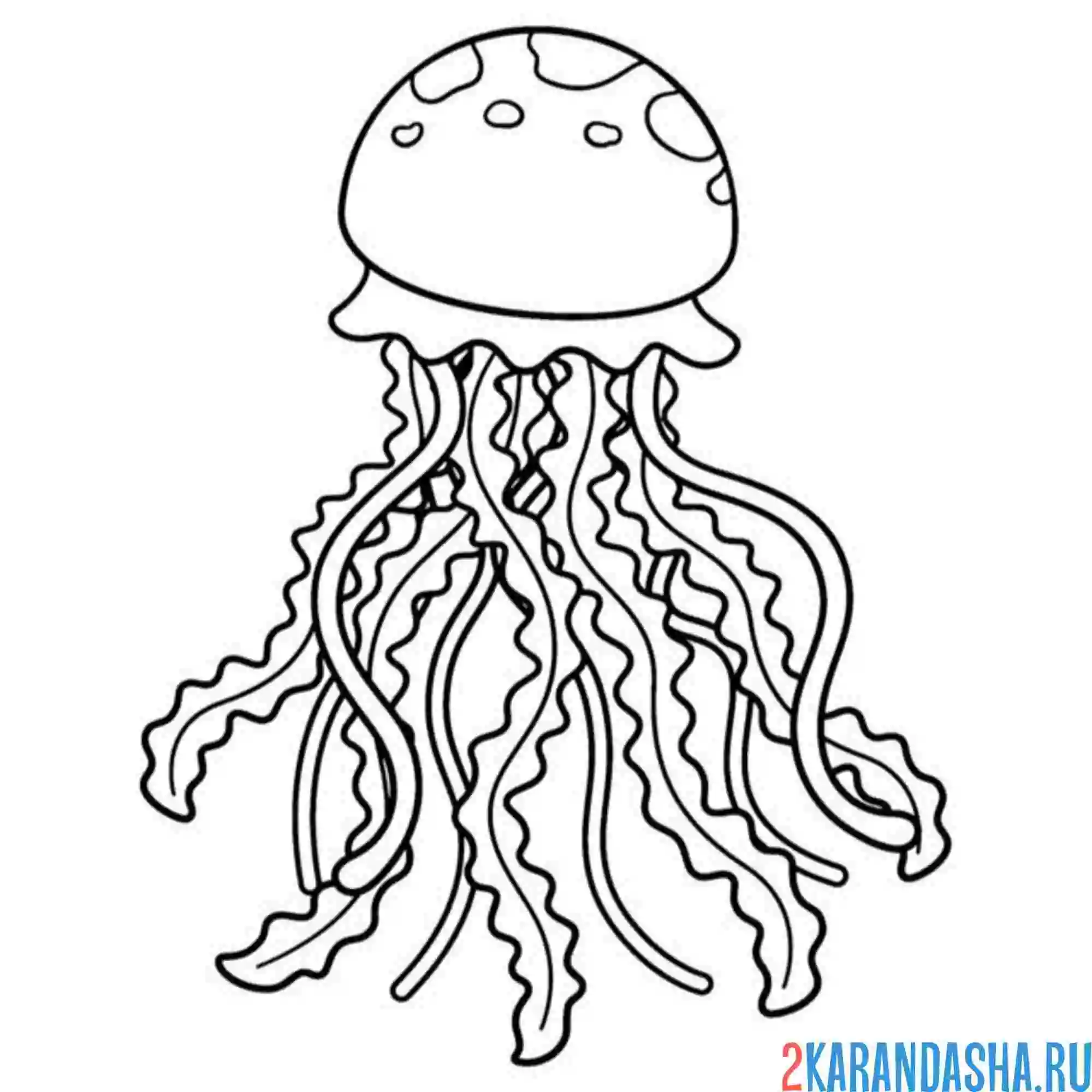 Раскраска настоящая медуза
