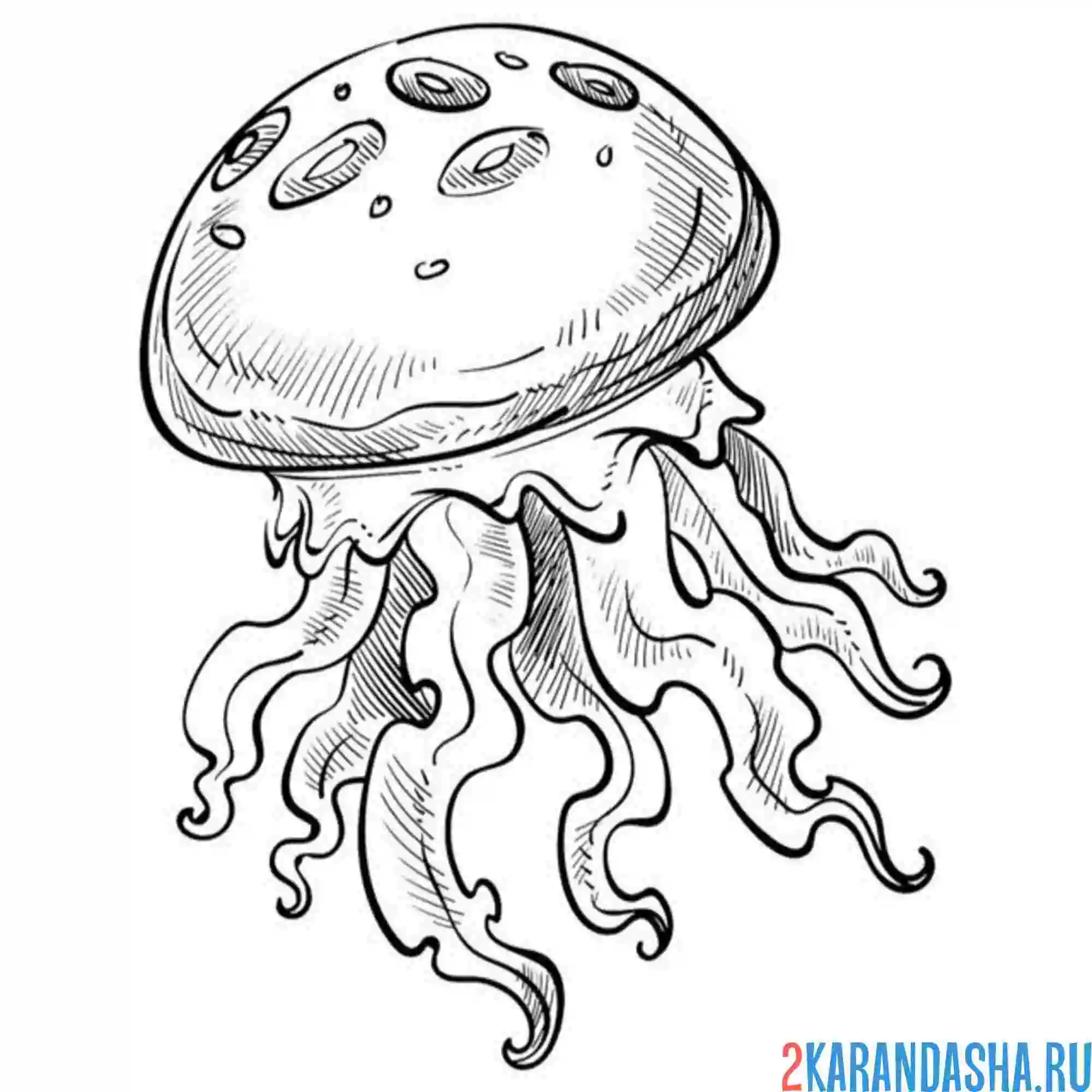 Раскраска медуза фото