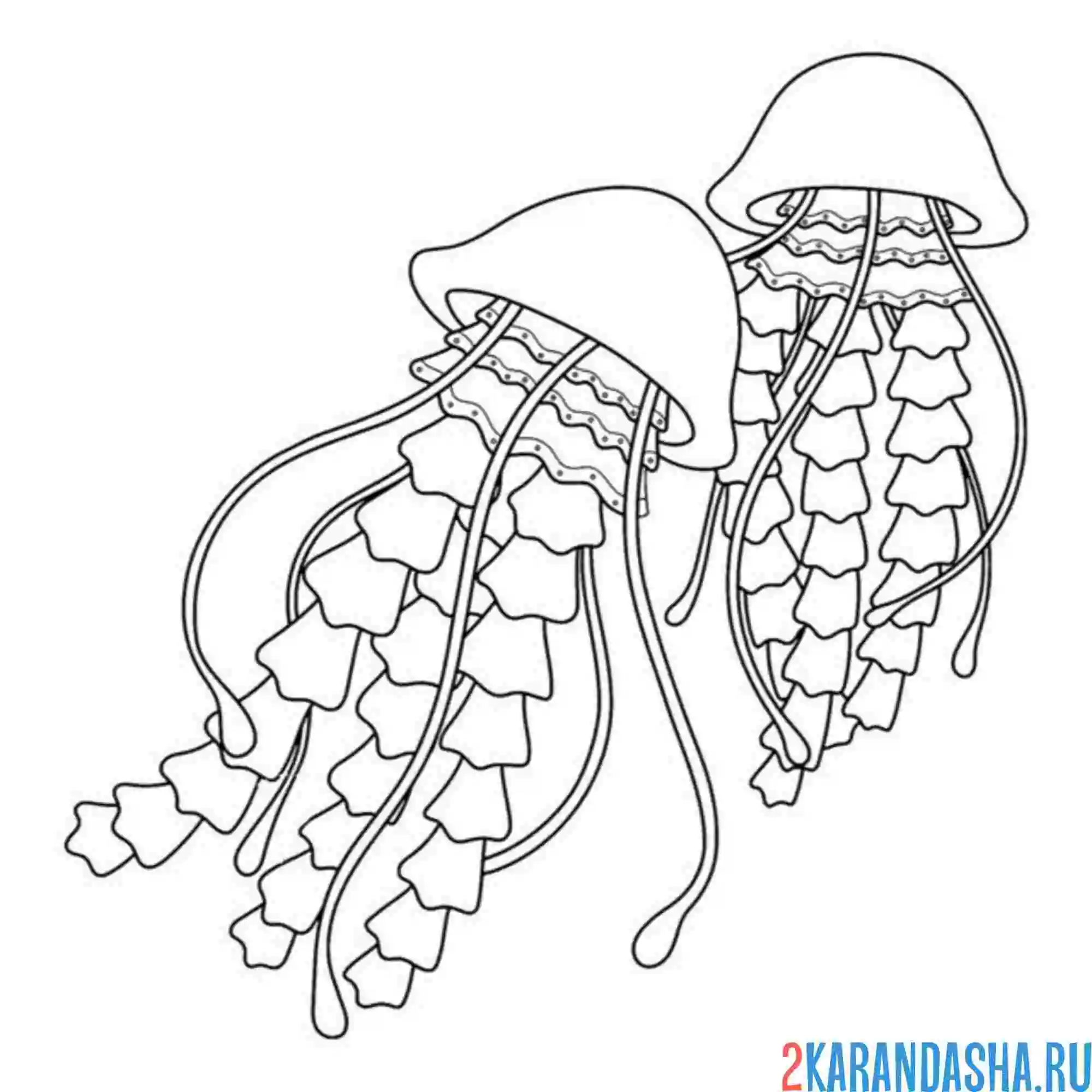 Раскраска плавающие медузы