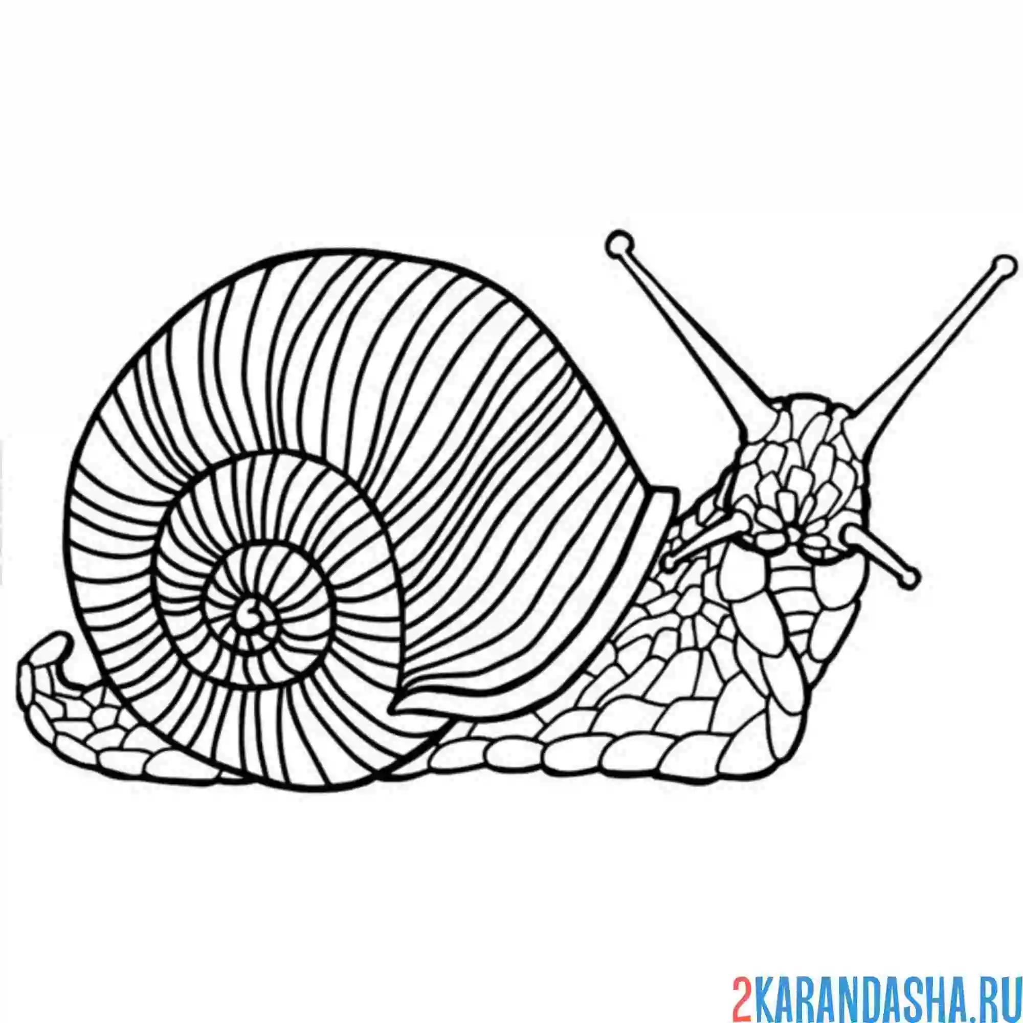 Раскраска улитка с ракушкой