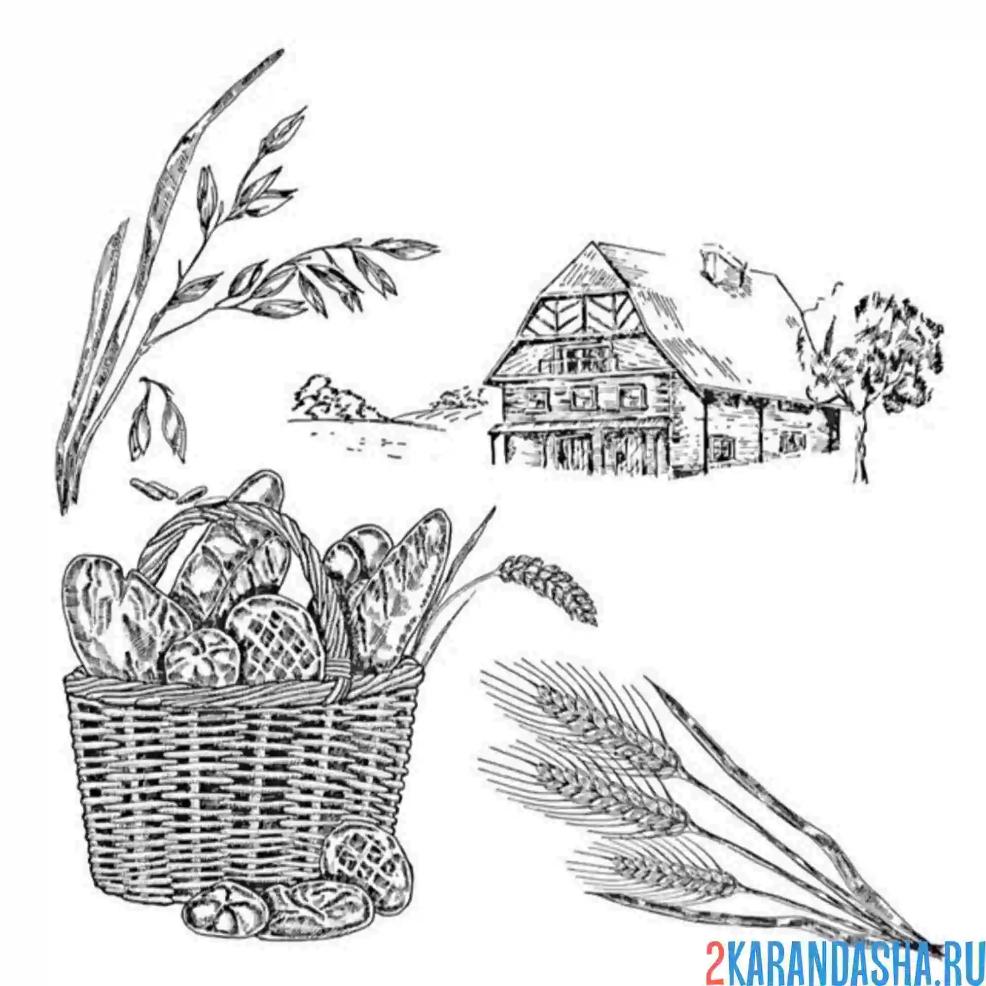 Раскраска рожь и хлеб