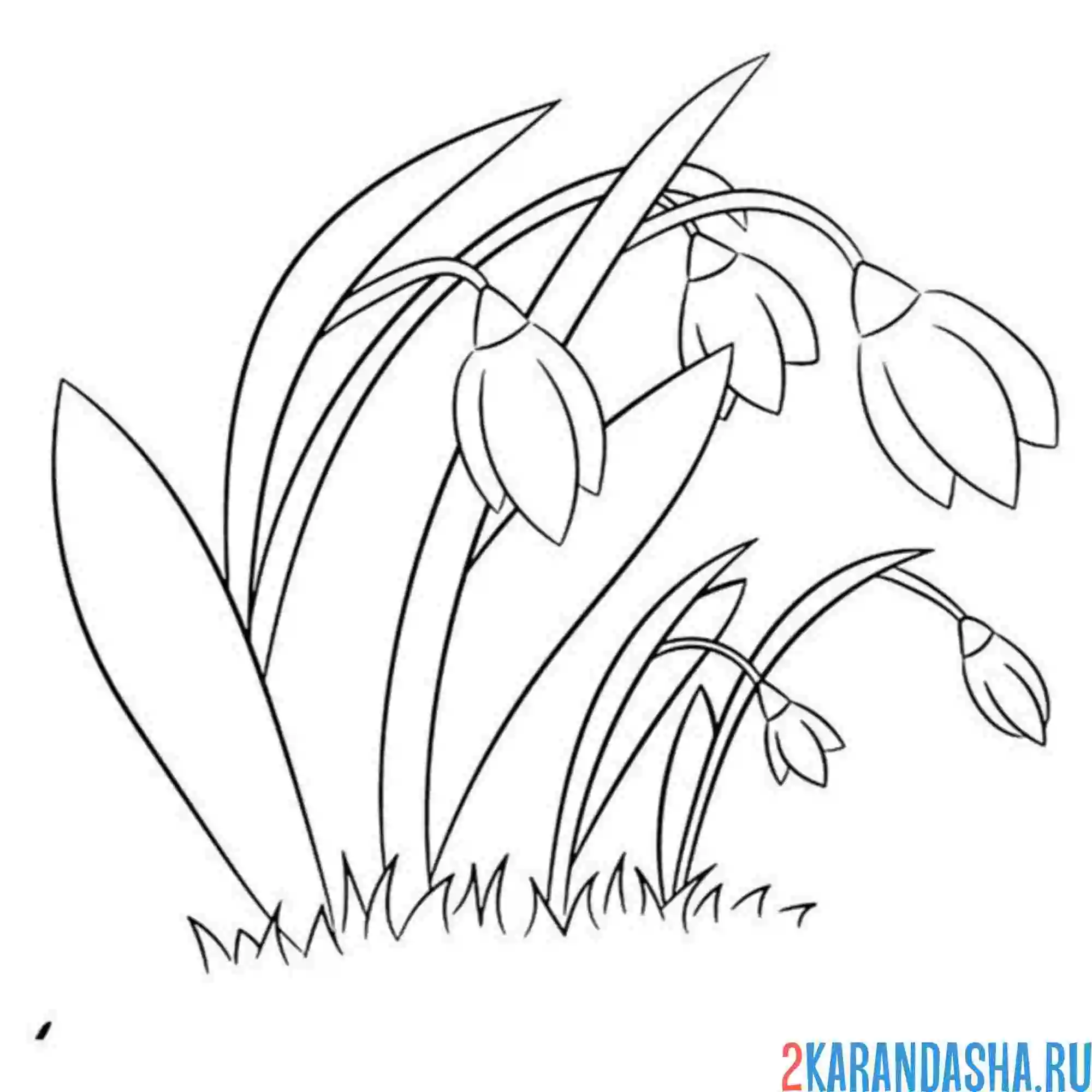 Раскраска подснежники весной