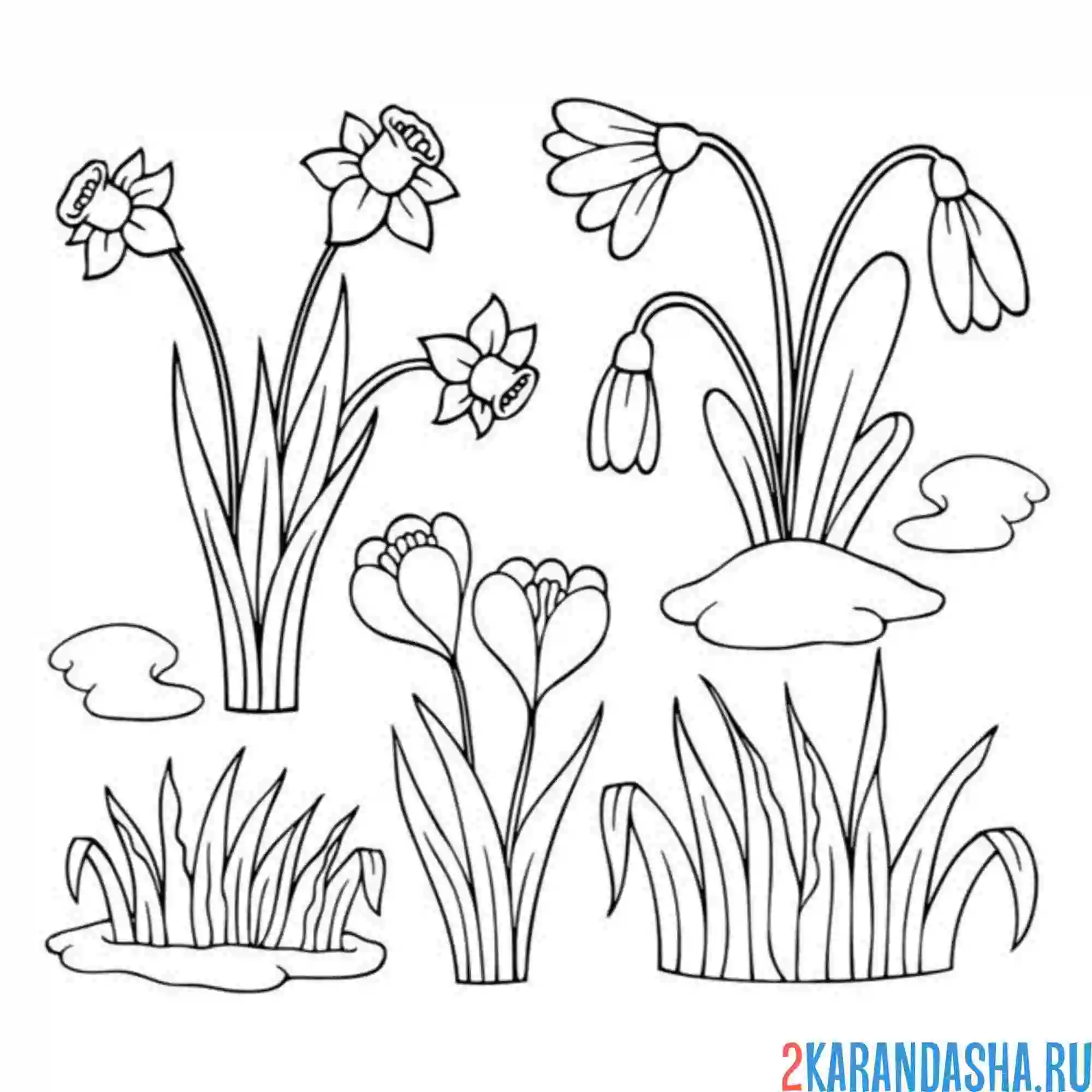 Раскраска подснежники и нарциссы