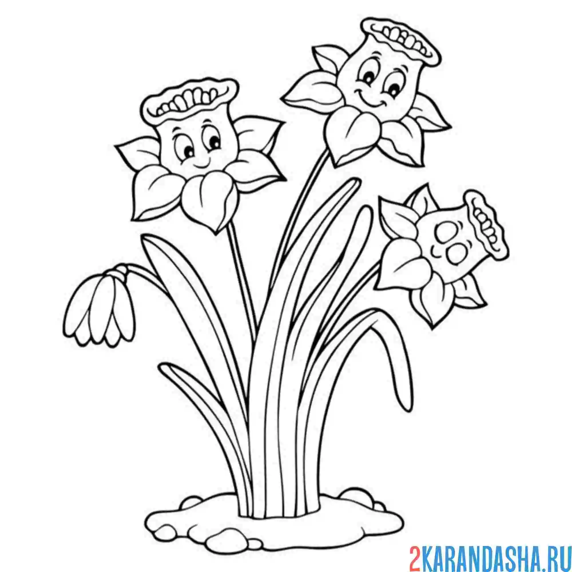 Раскраска нарциссы и подснежники