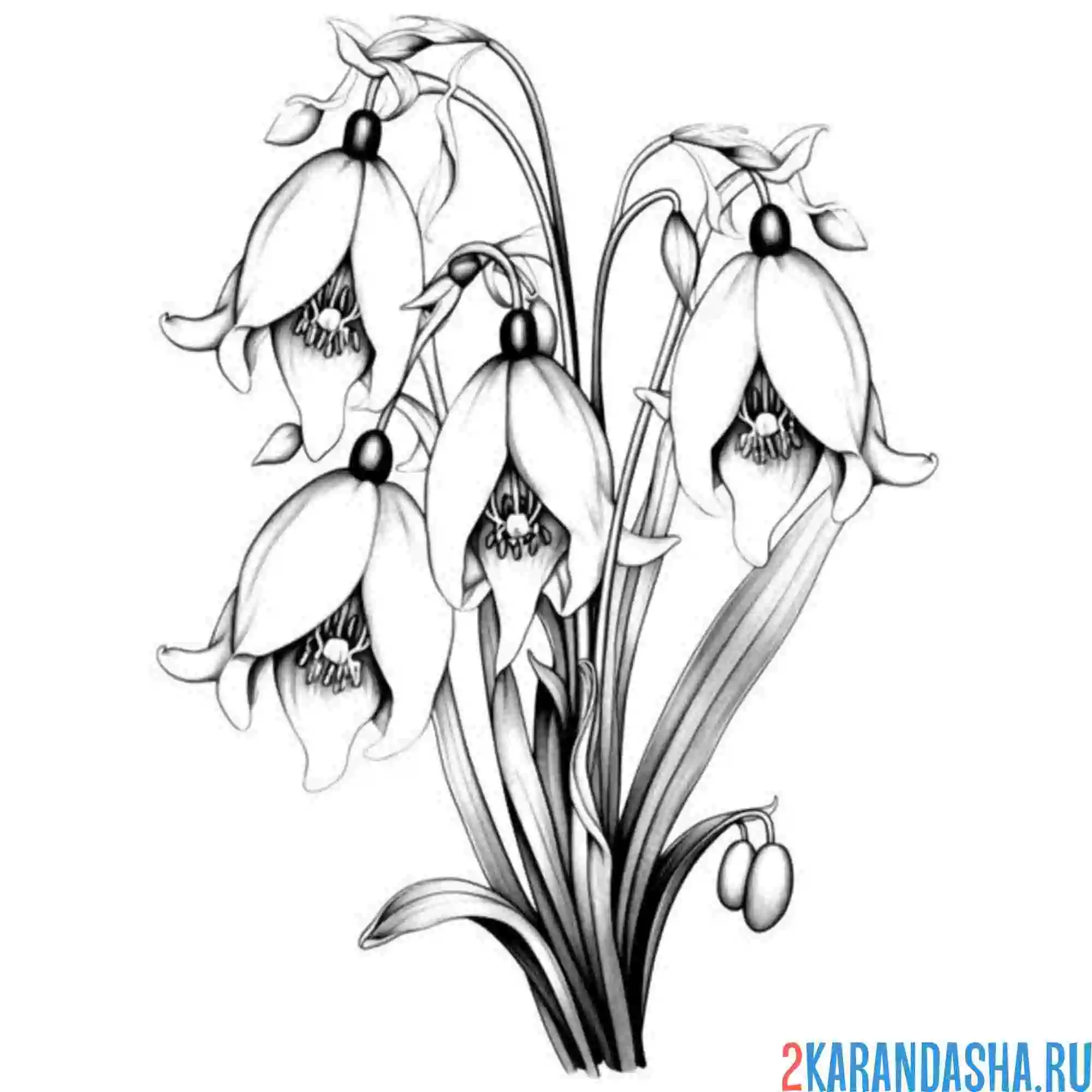 Раскраска рисунок подснежники