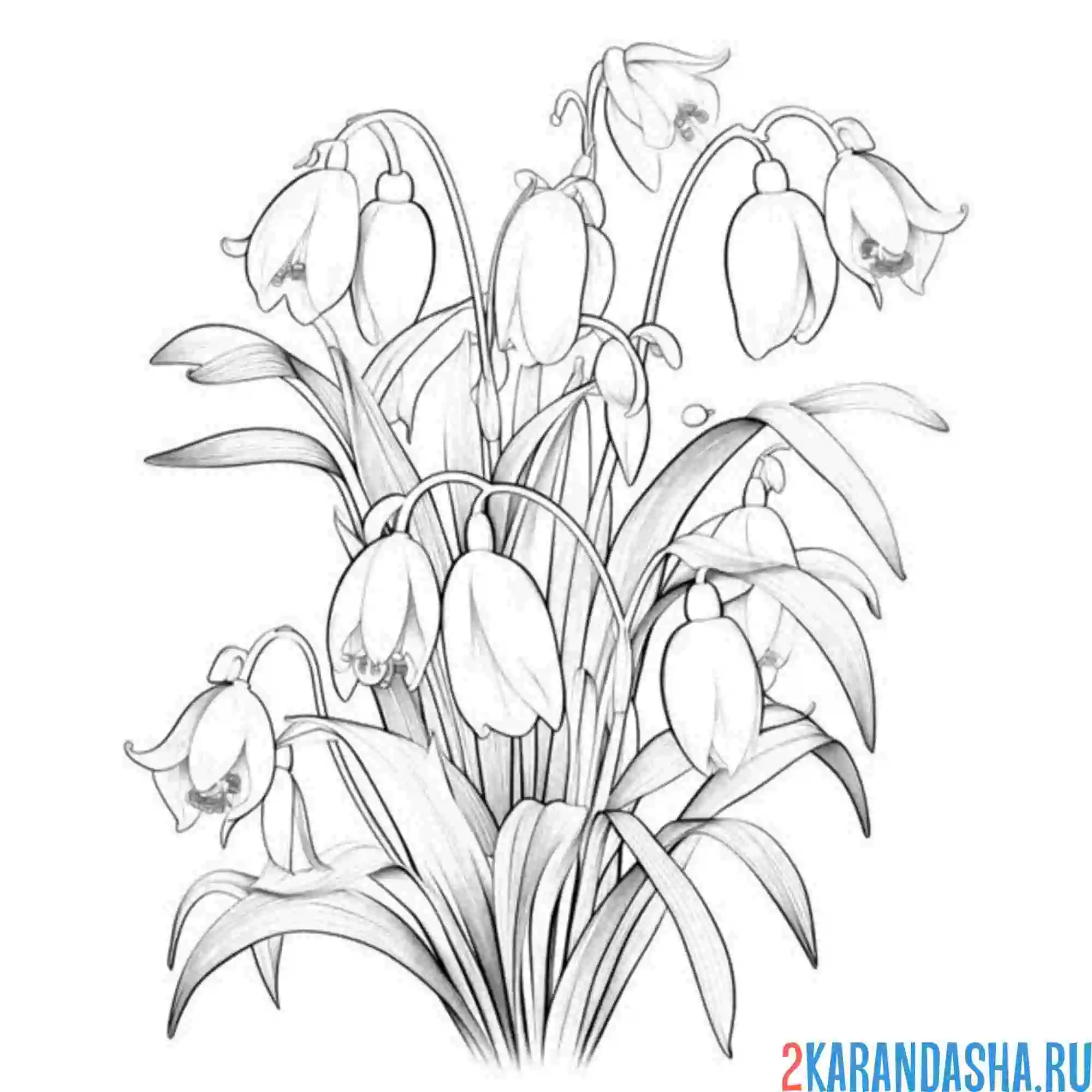 Раскраска подснежники фото