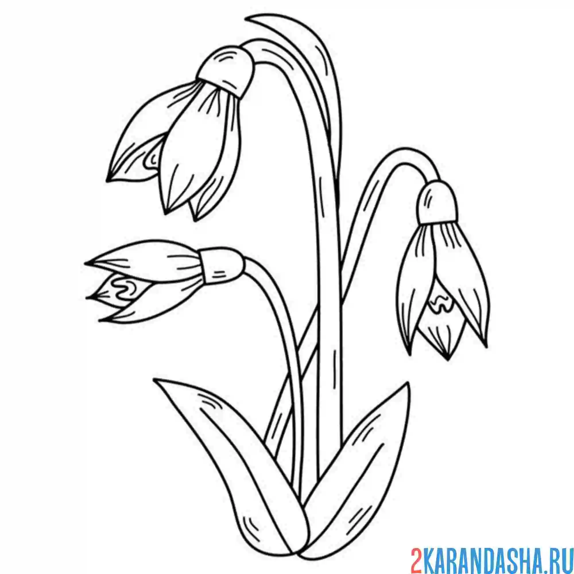 Раскраска подснежники распускаются