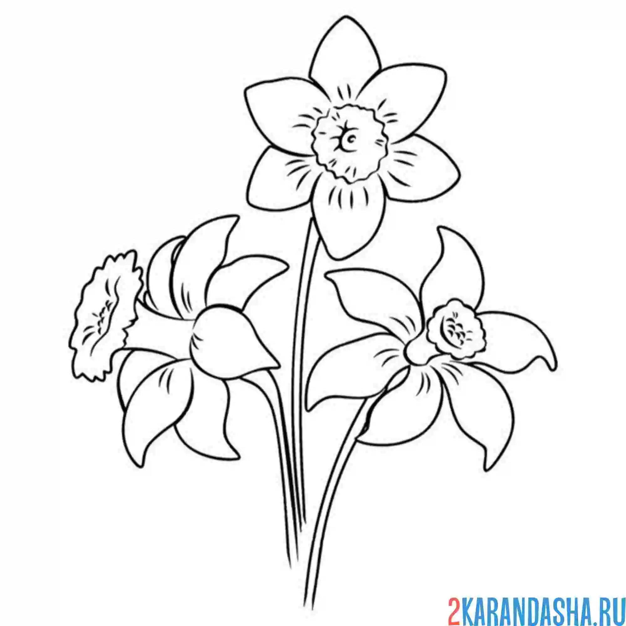 Раскраска три нарцисса