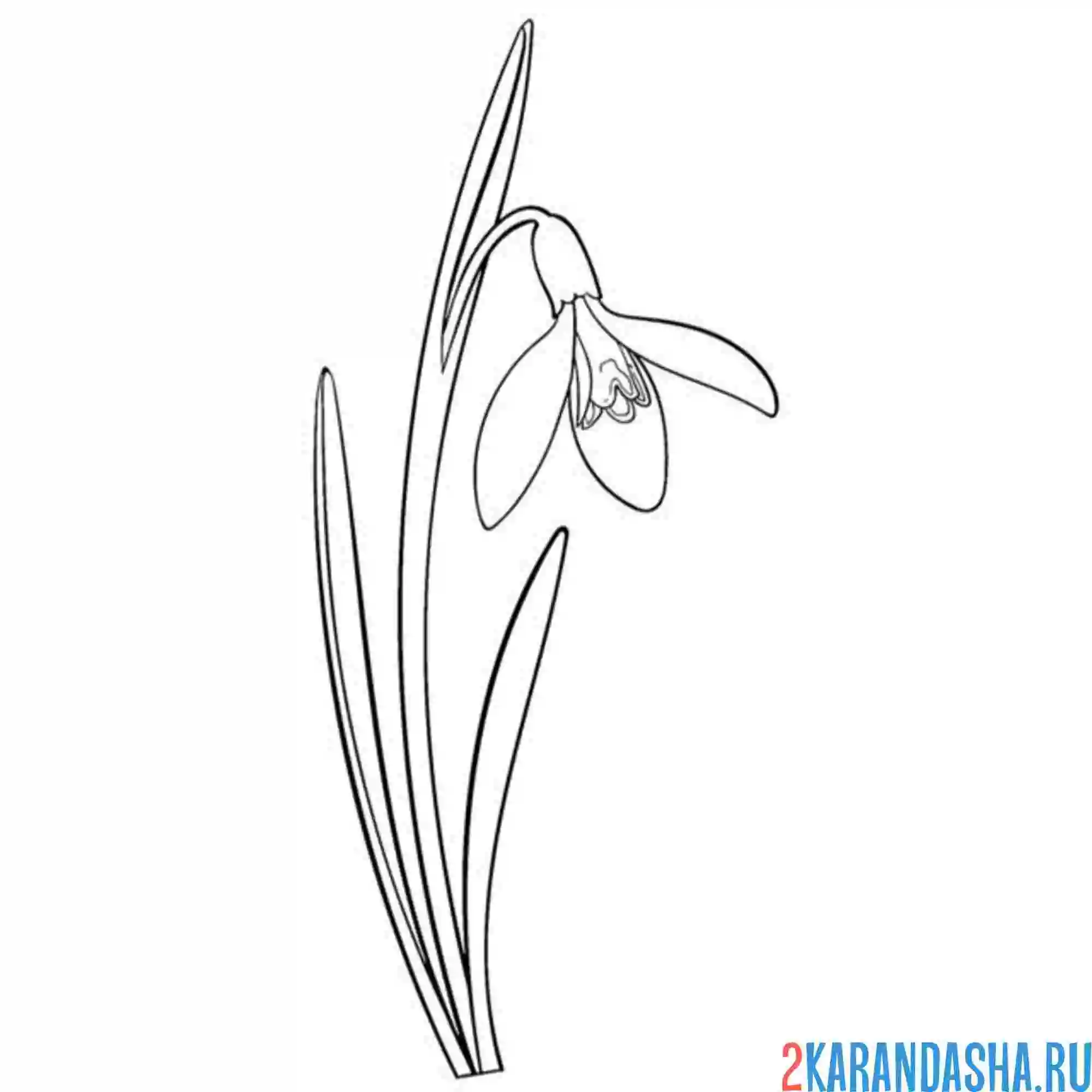 Раскраска один подснежник