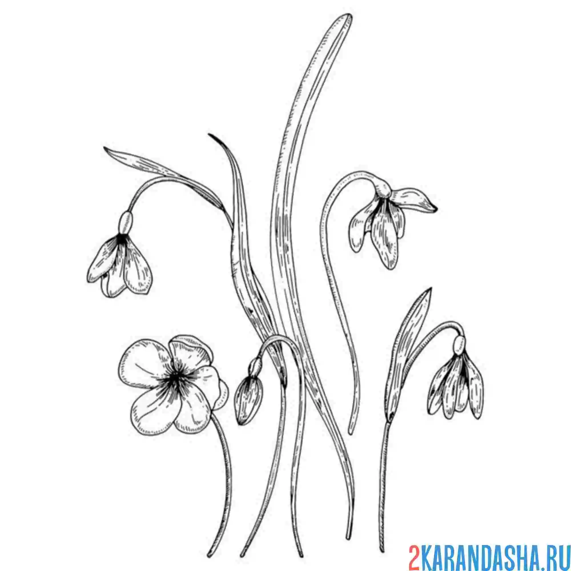 Раскраска подснежники распустился