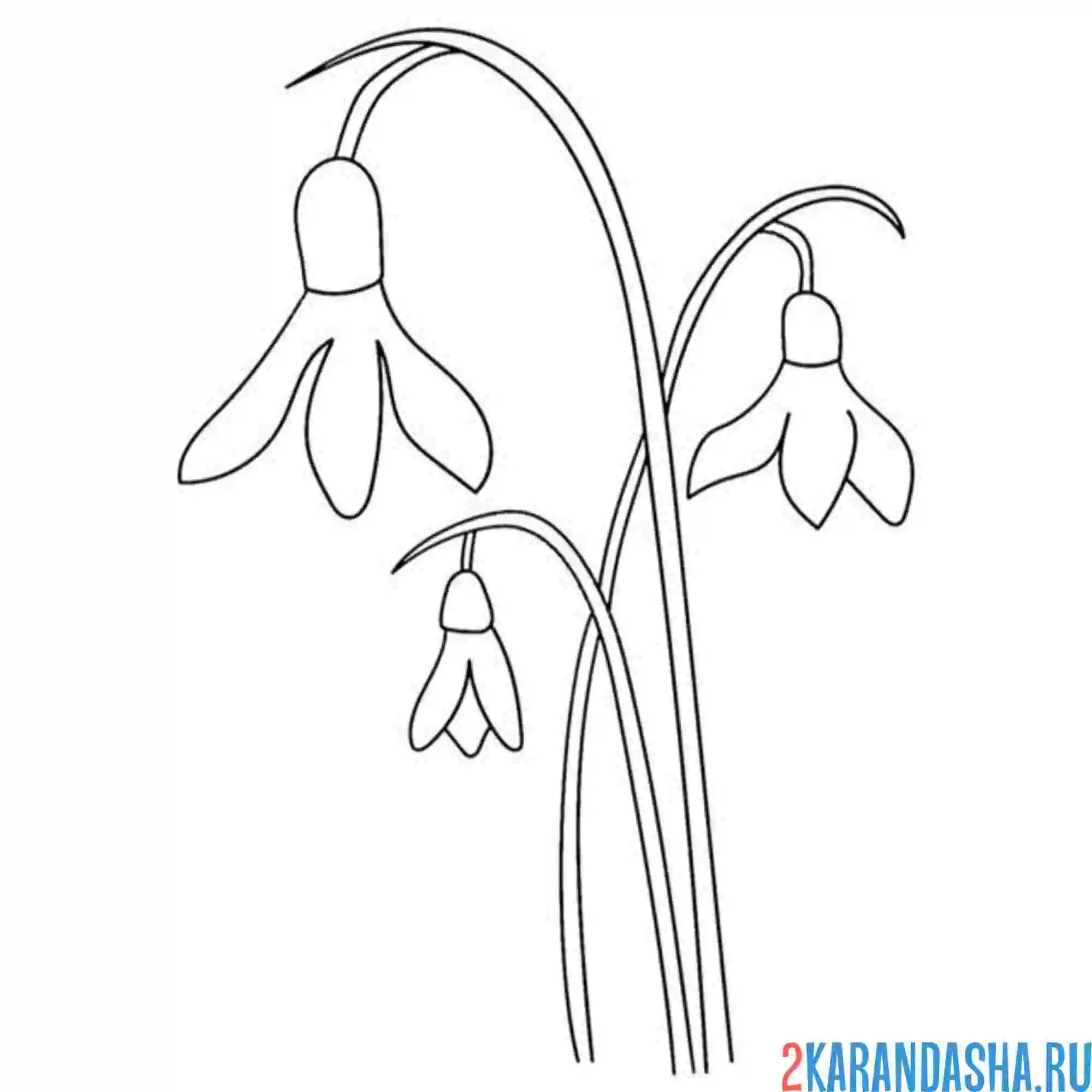 Раскраска подснежники лесные