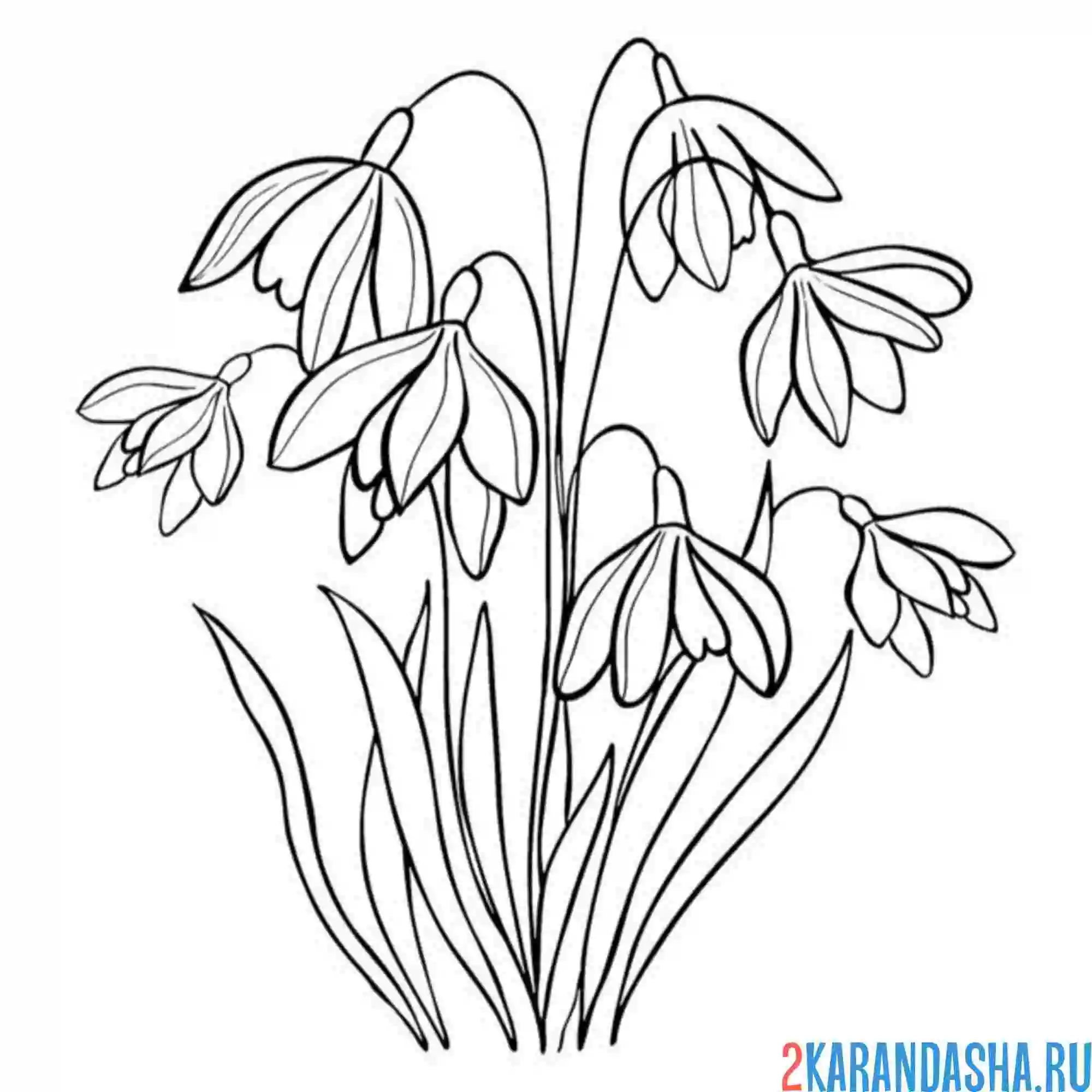 Раскраска подснежники весенние лесные