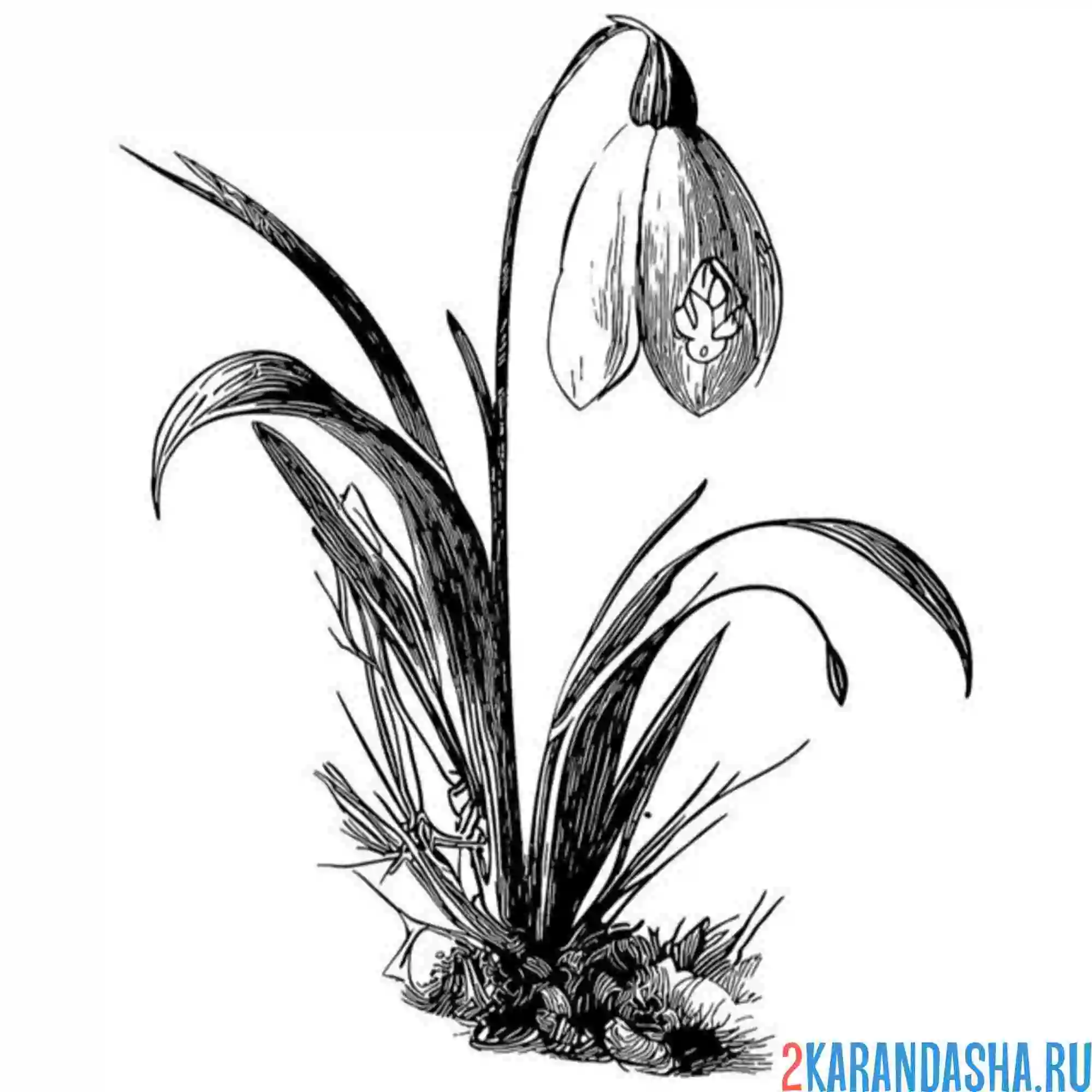 Раскраска подснежники фото весна