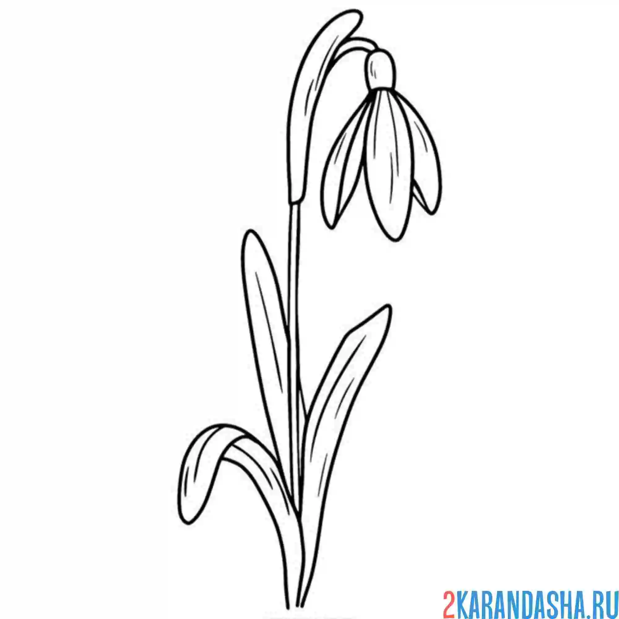 Раскраска подснежники один тянется