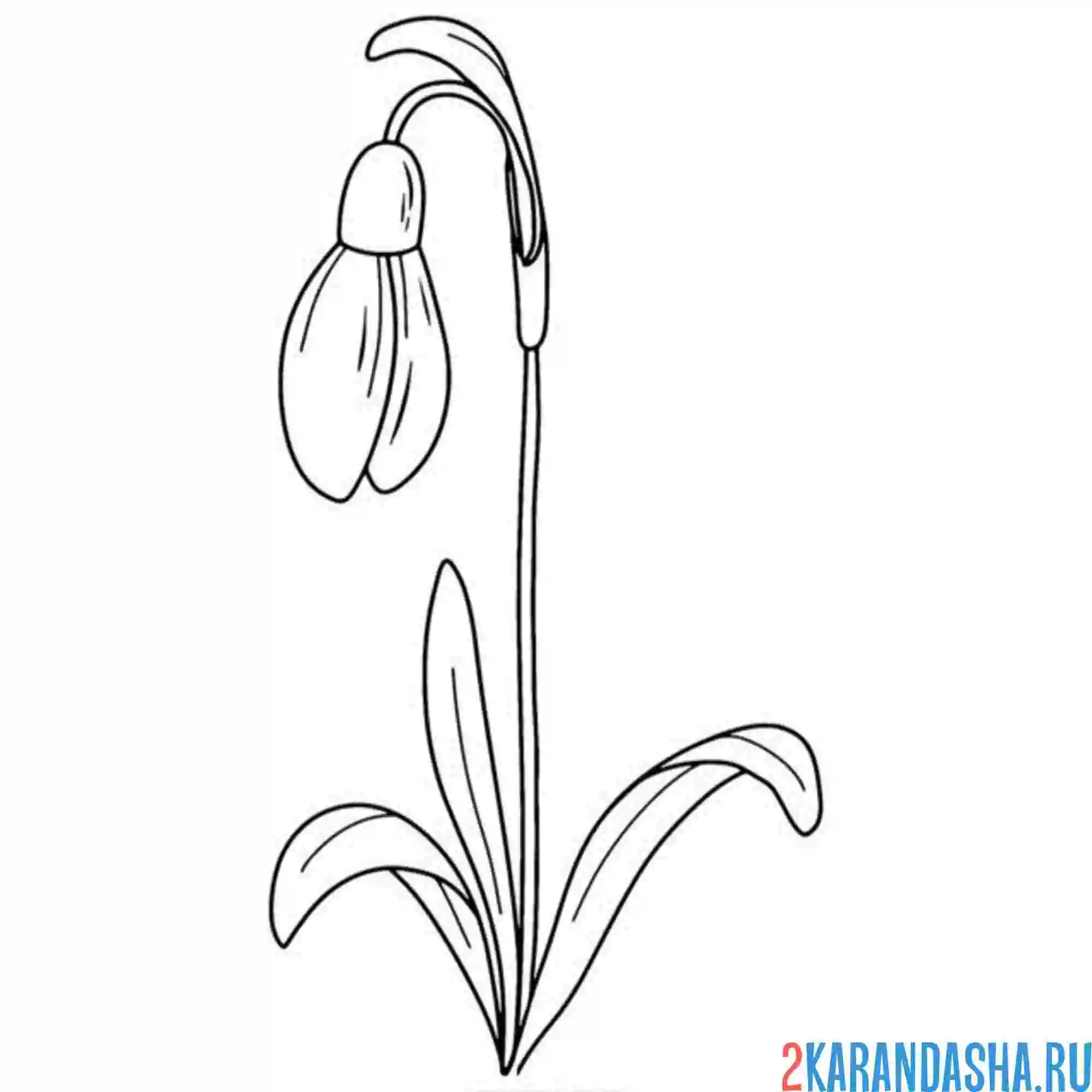 Раскраска подснежники бутон