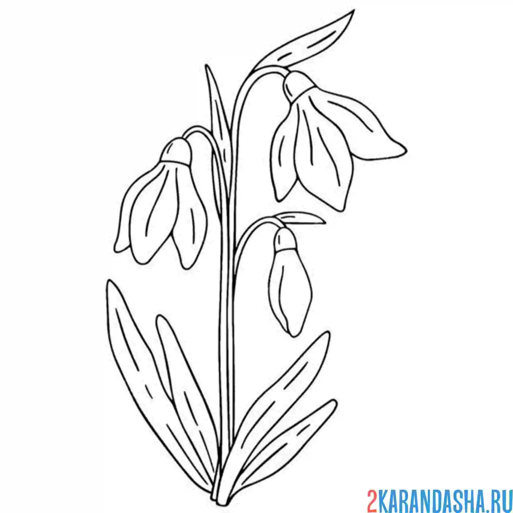 Раскраска подснежники на полянке