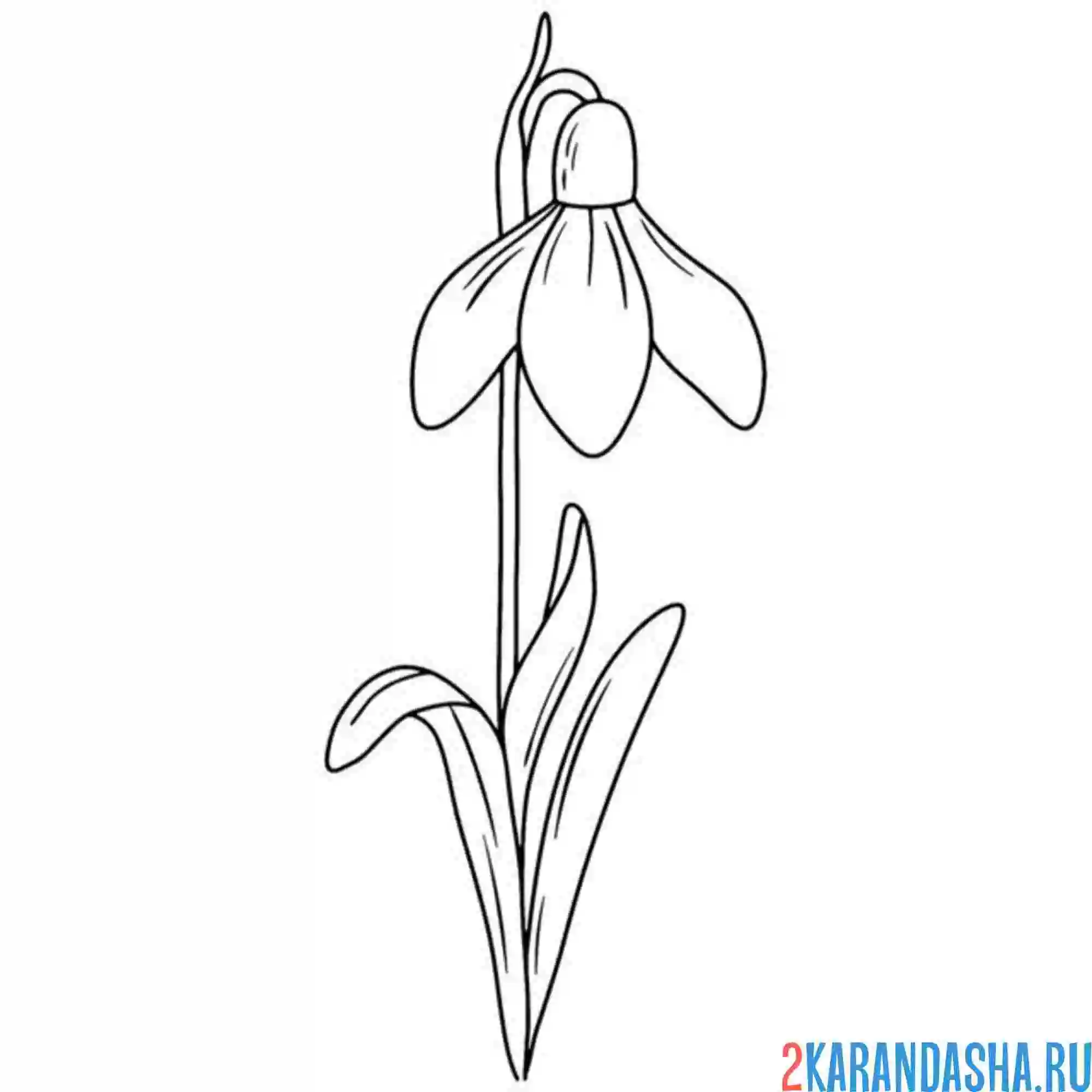 Раскраска подснежники ранний