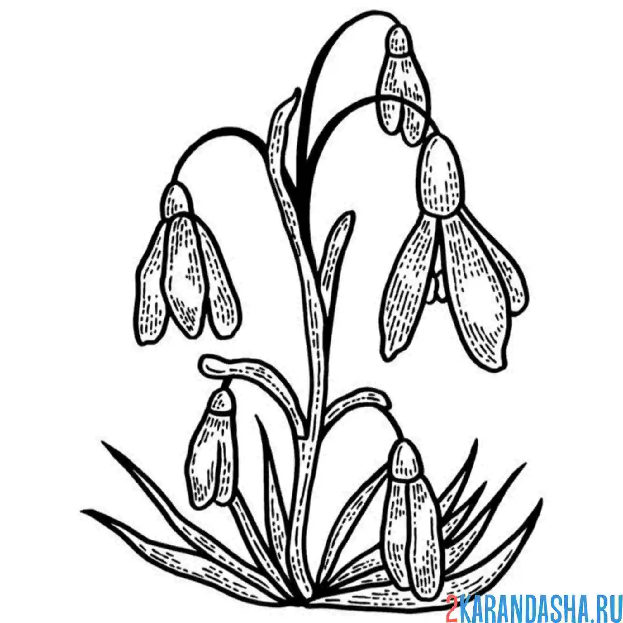 Раскраска подснежники три