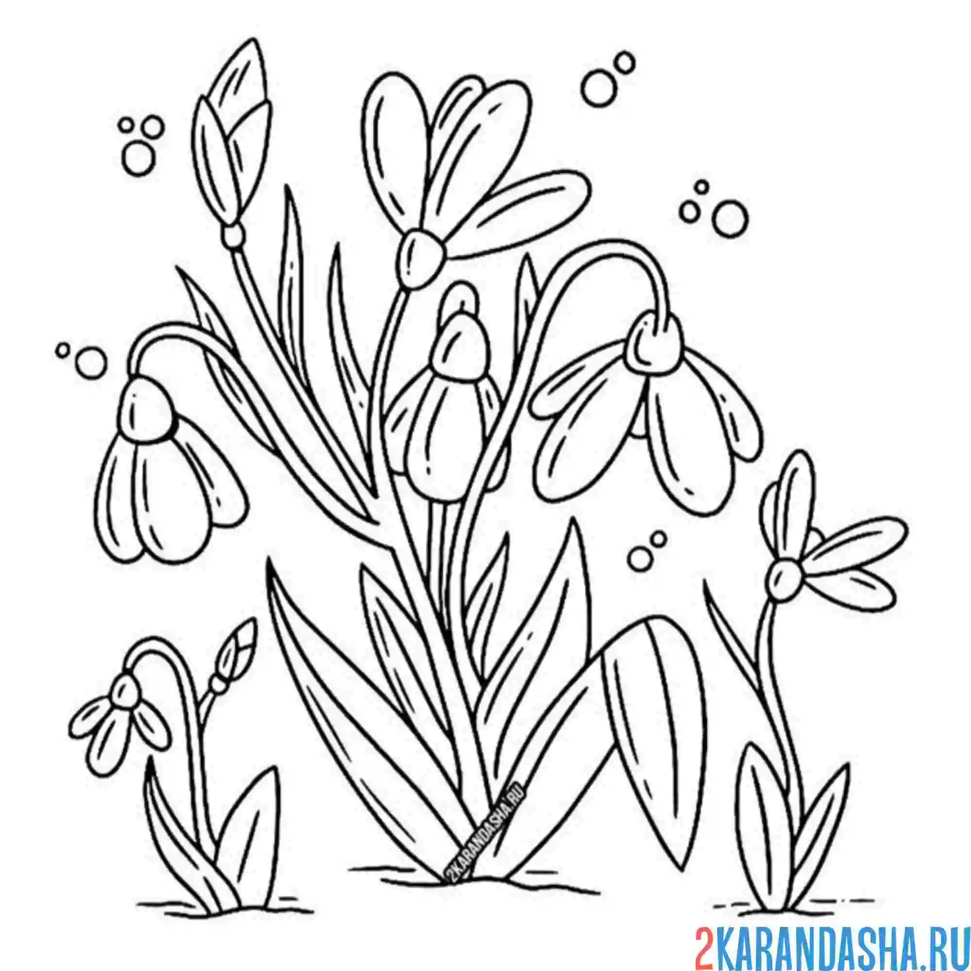 Раскраска подснежники красивые