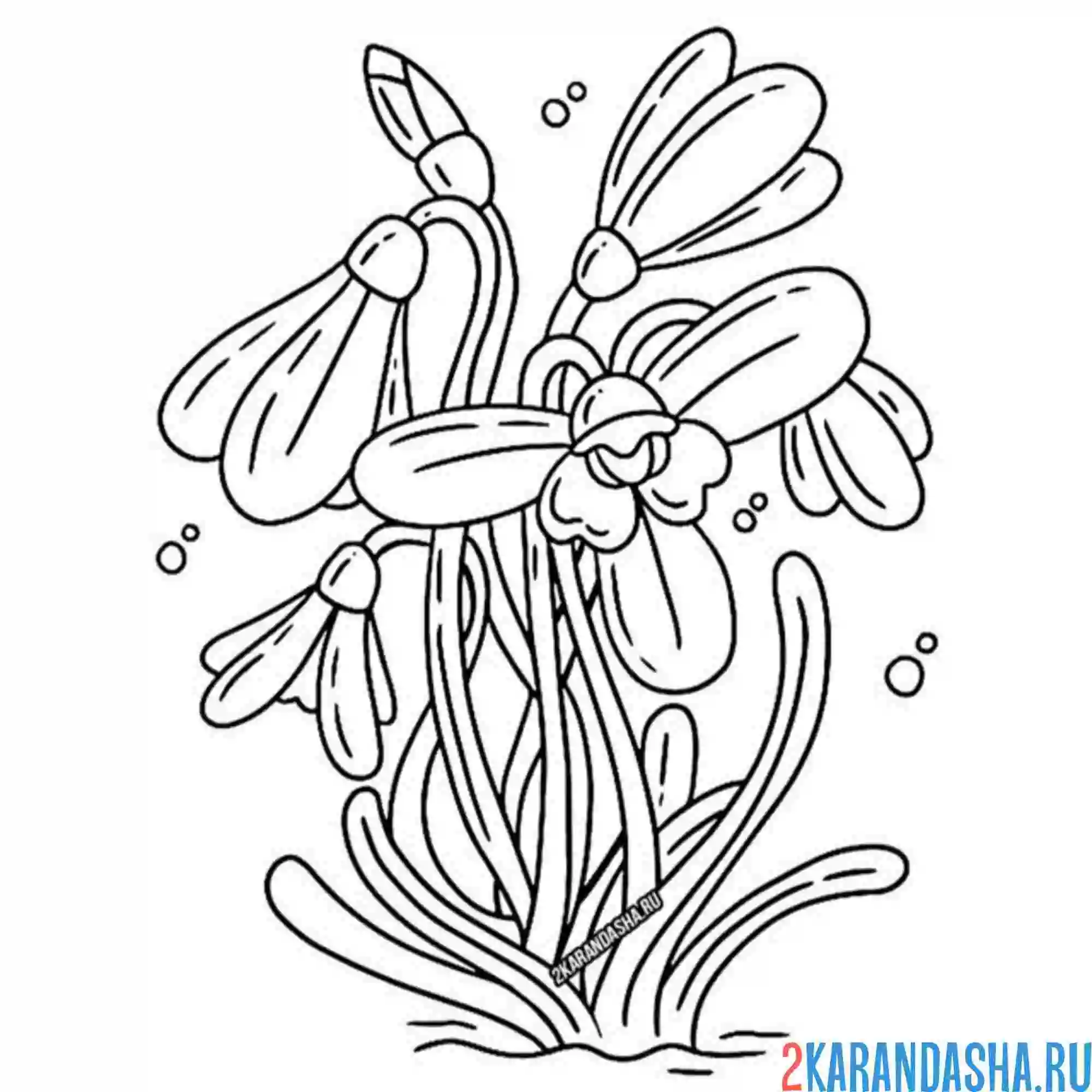 Раскраска подснежники весенние красивые