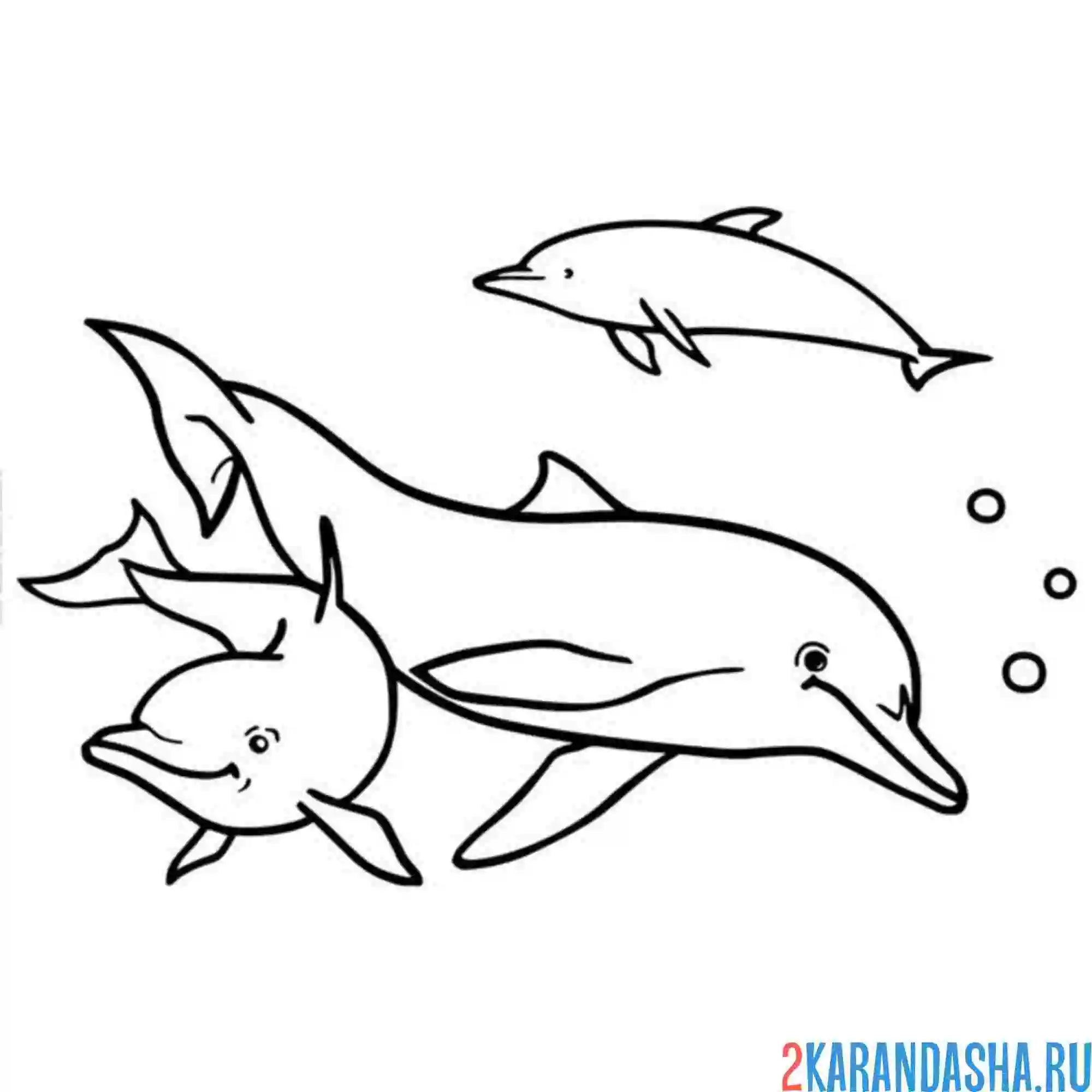 Раскраска дельфины семья папа мама и малыш