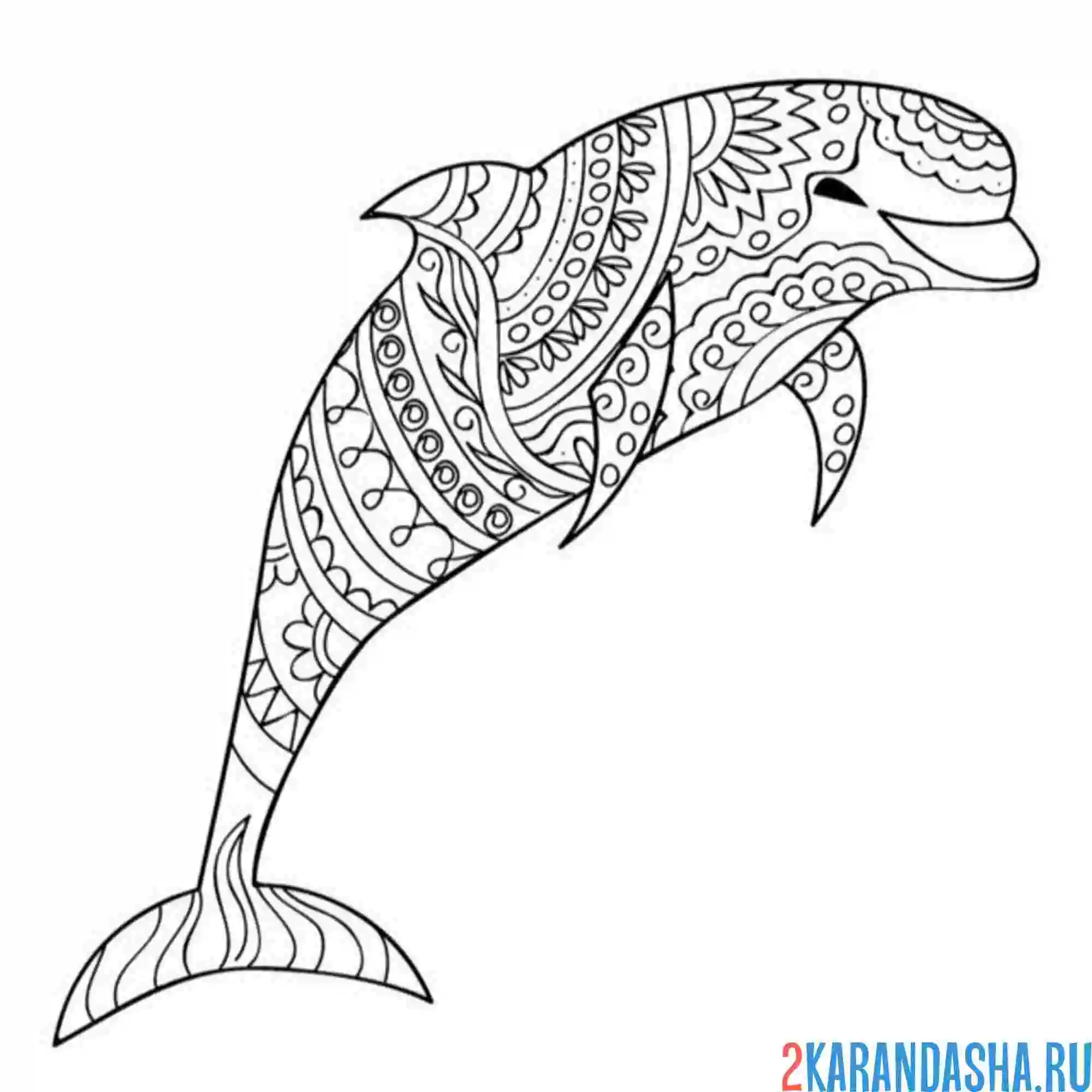Раскраска антистресс дельфин красивый
