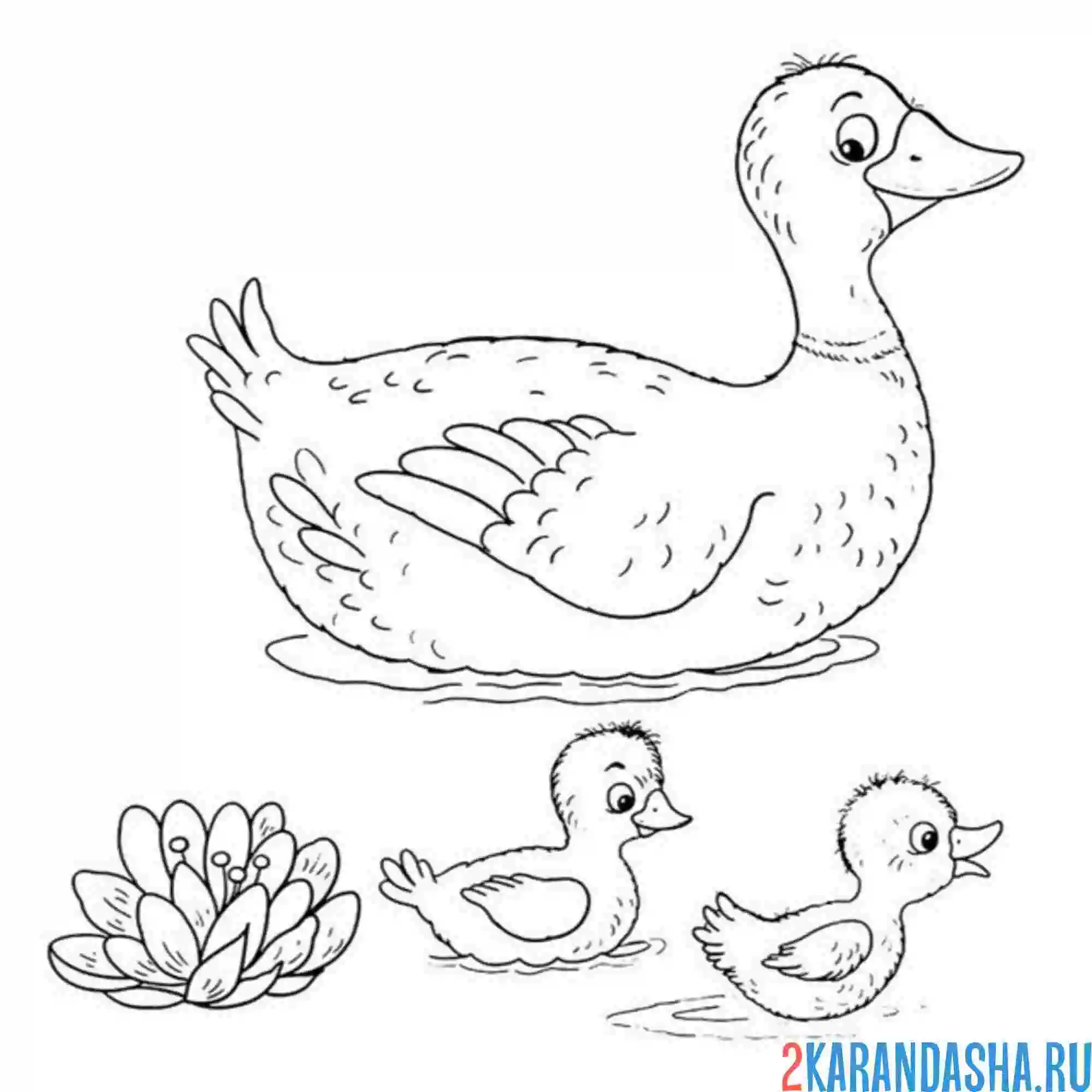 Раскраска мама утка и два утенка
