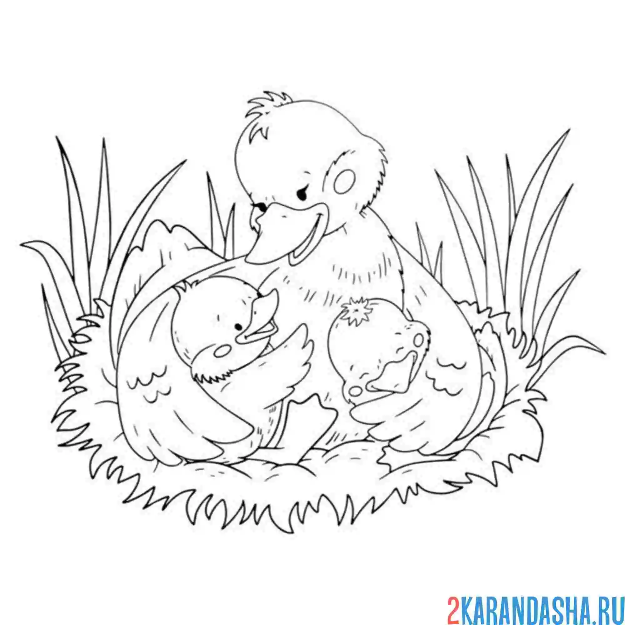 Раскраска мама утка обнимает утят