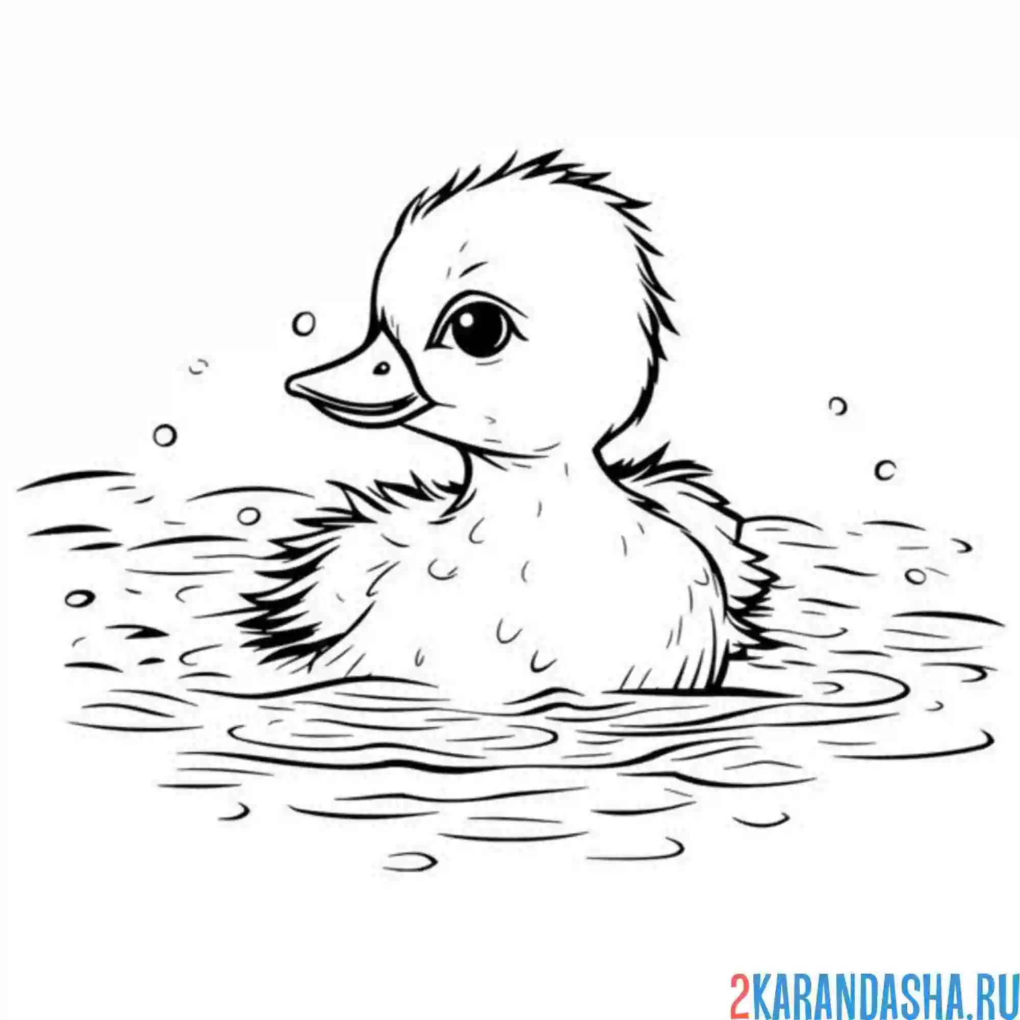 Раскраска малыш утенок на пруду