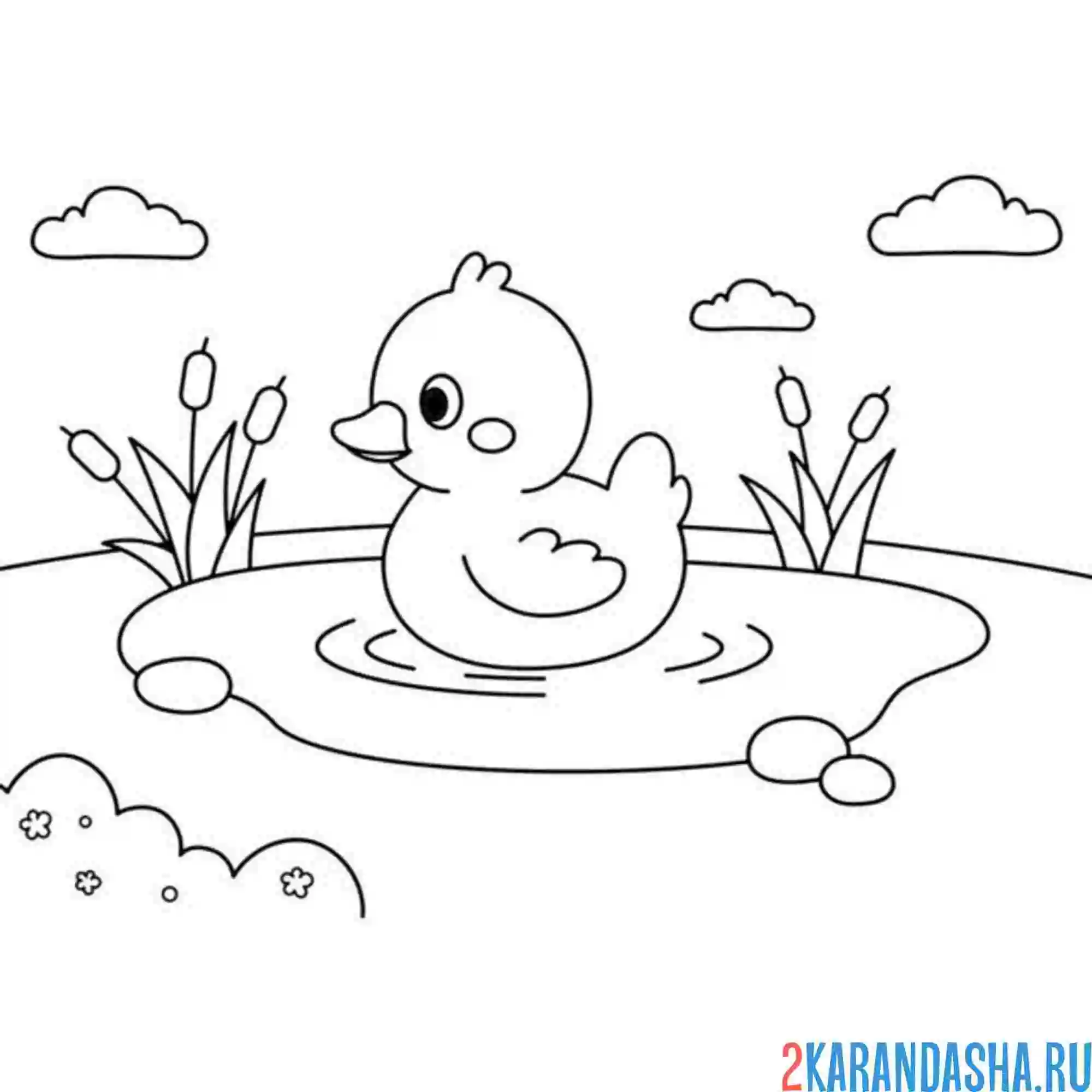 Раскраска утенок в маленьком пруду