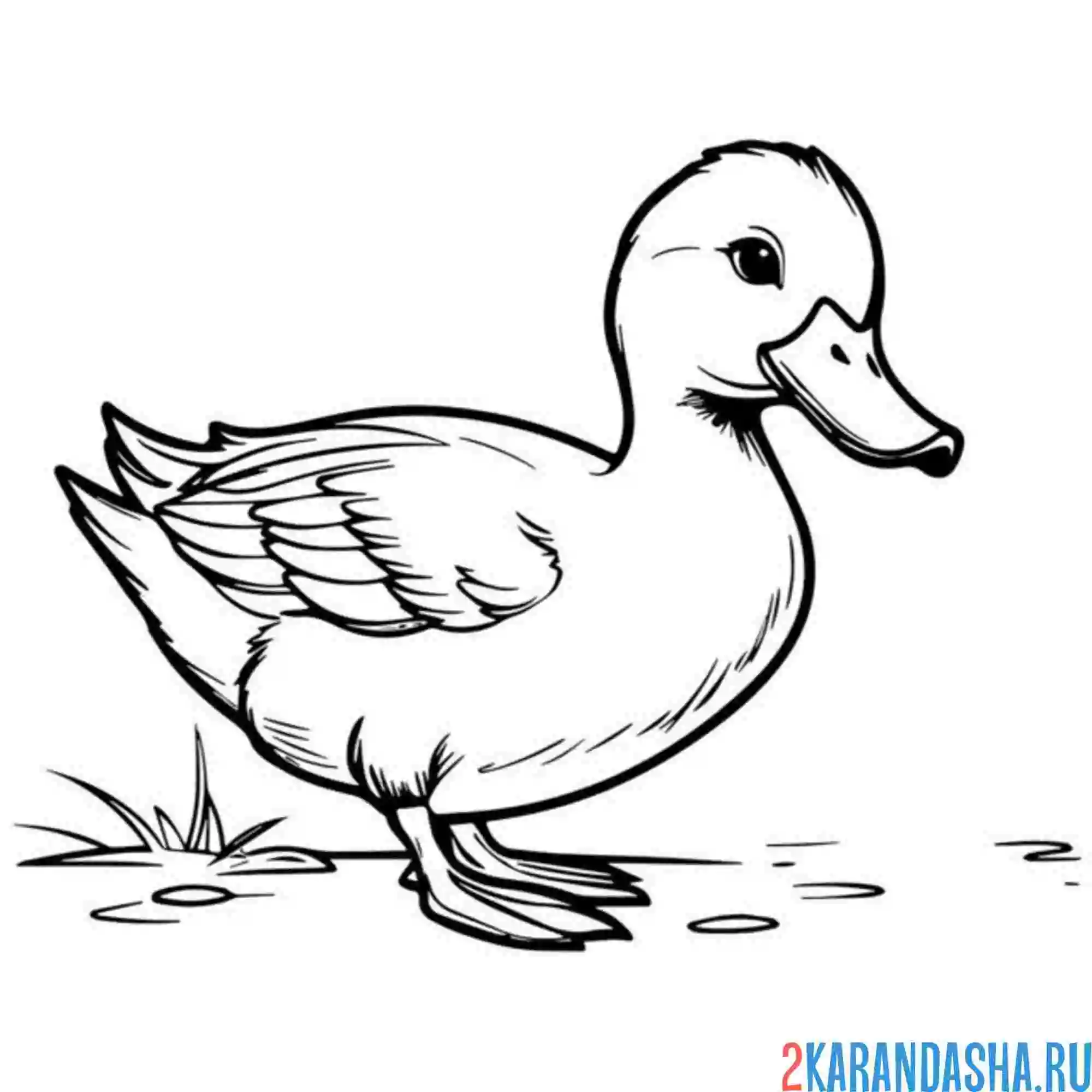 Раскраска взрослая утка