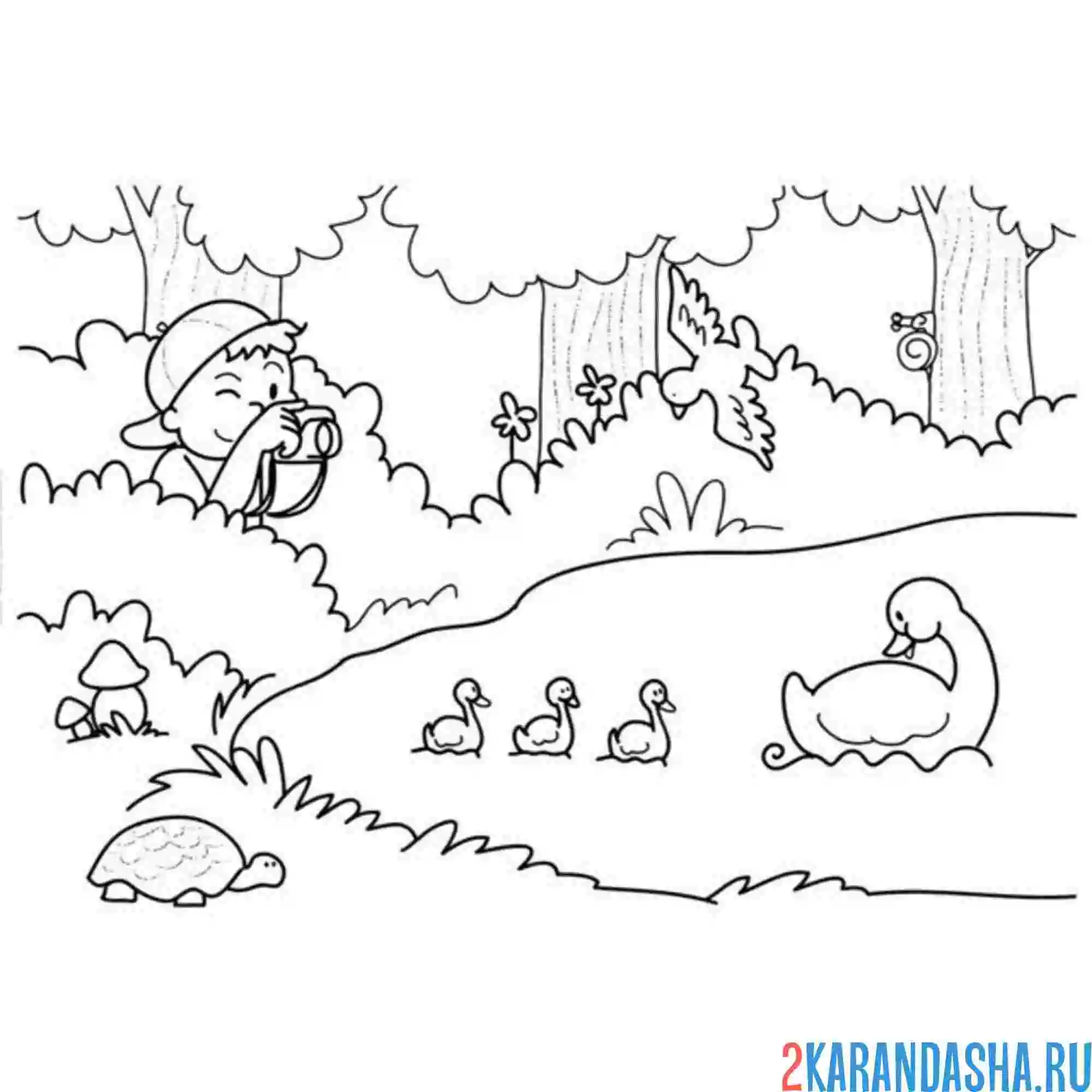 Раскраска фотограф фотографирует утку и утят