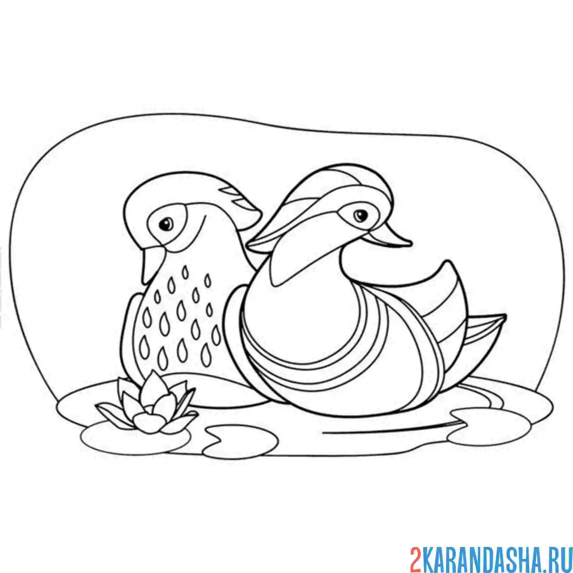 Раскраска утка мандаринка и подружка