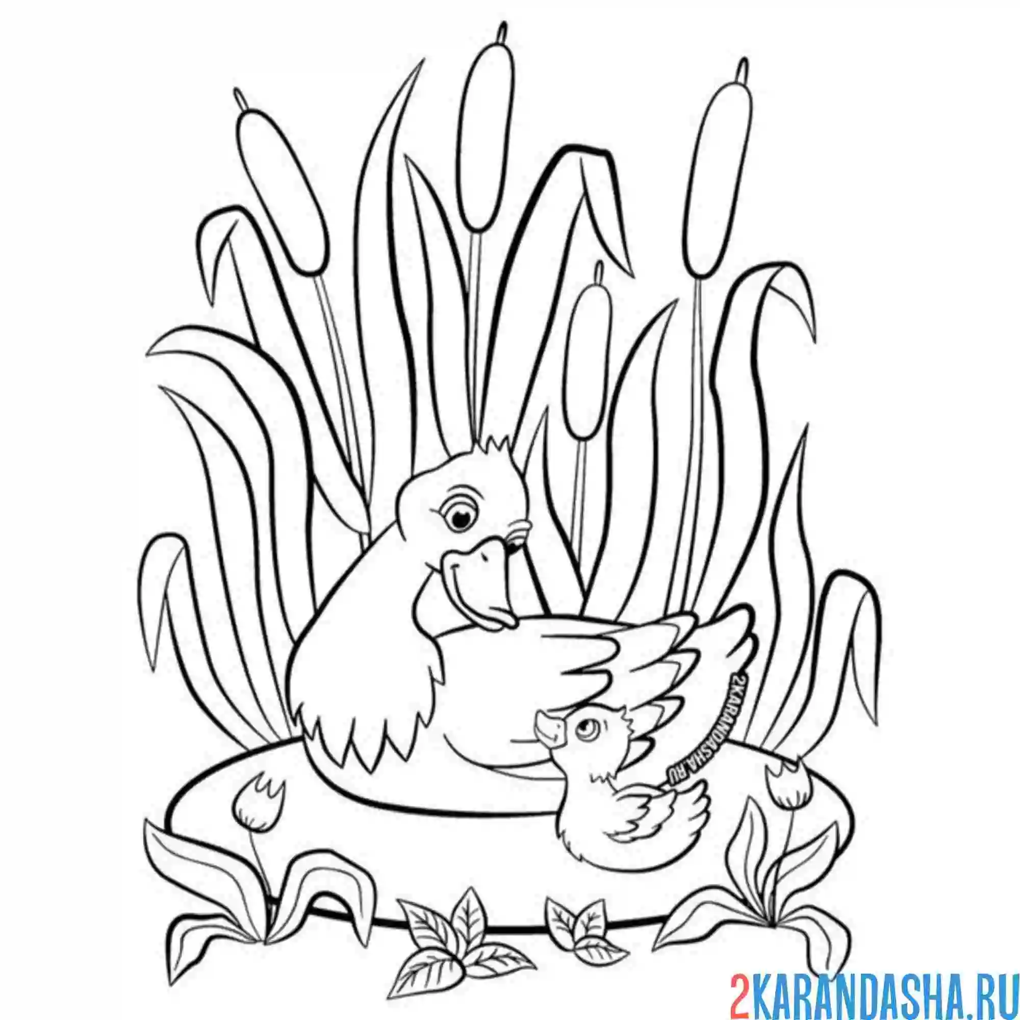 Раскраска утка с утенком в камышах