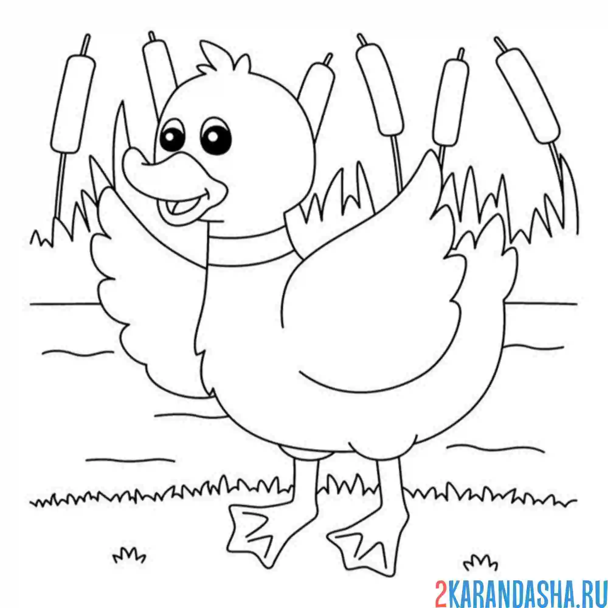 Раскраска утка пошла на взлет (селезень)