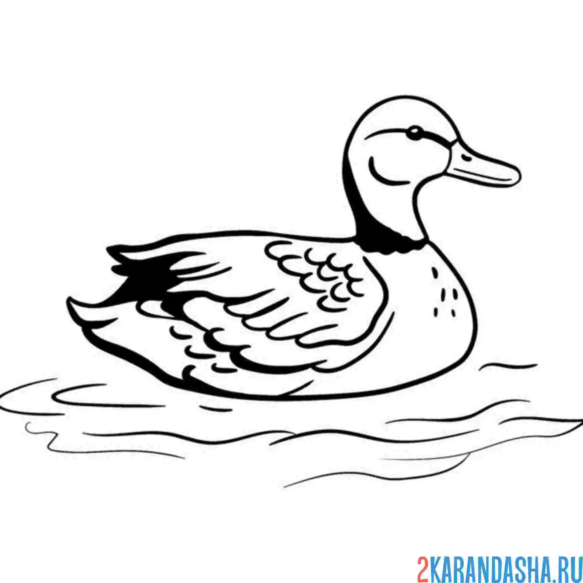 Раскраска настоящая утка