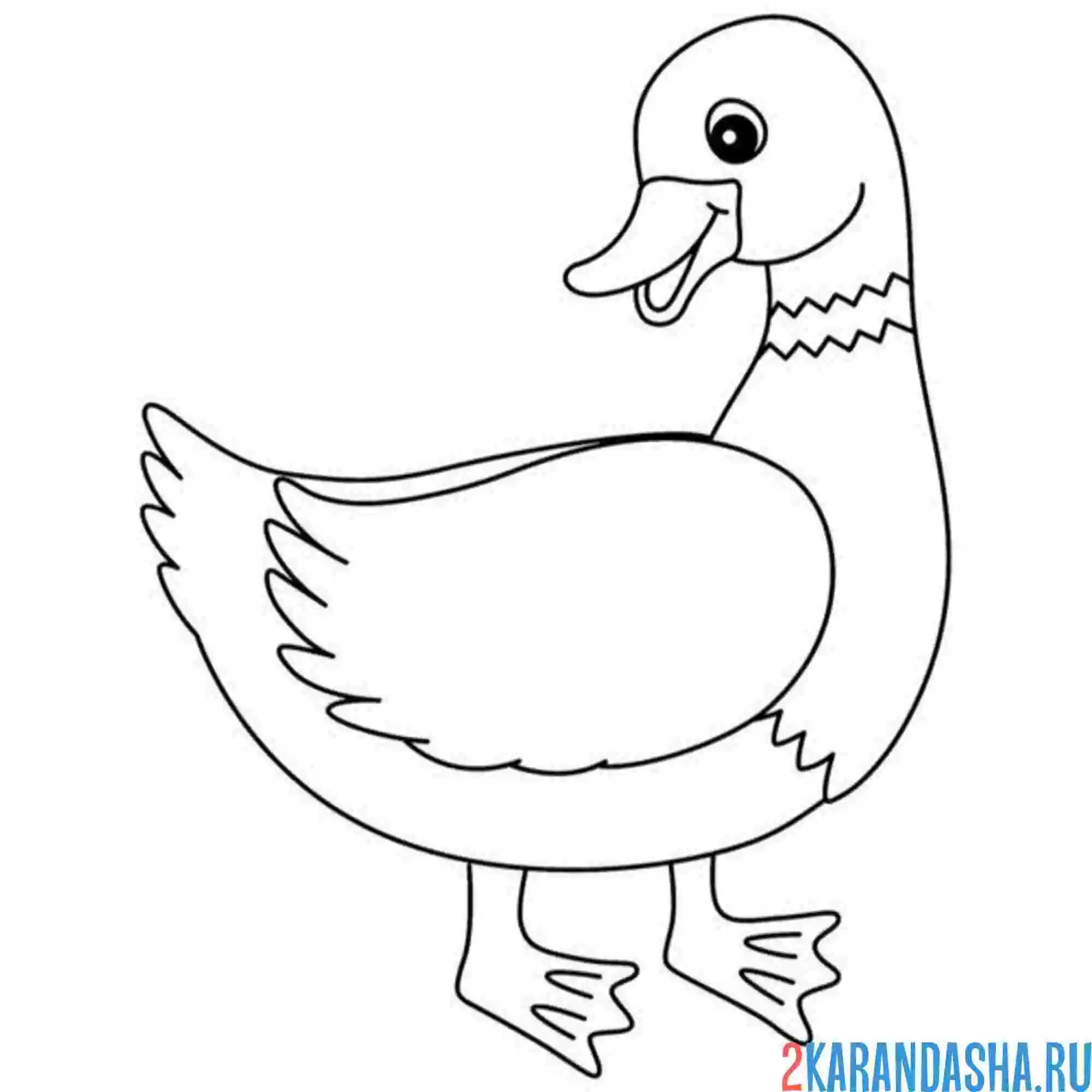 Раскраска утка селезень