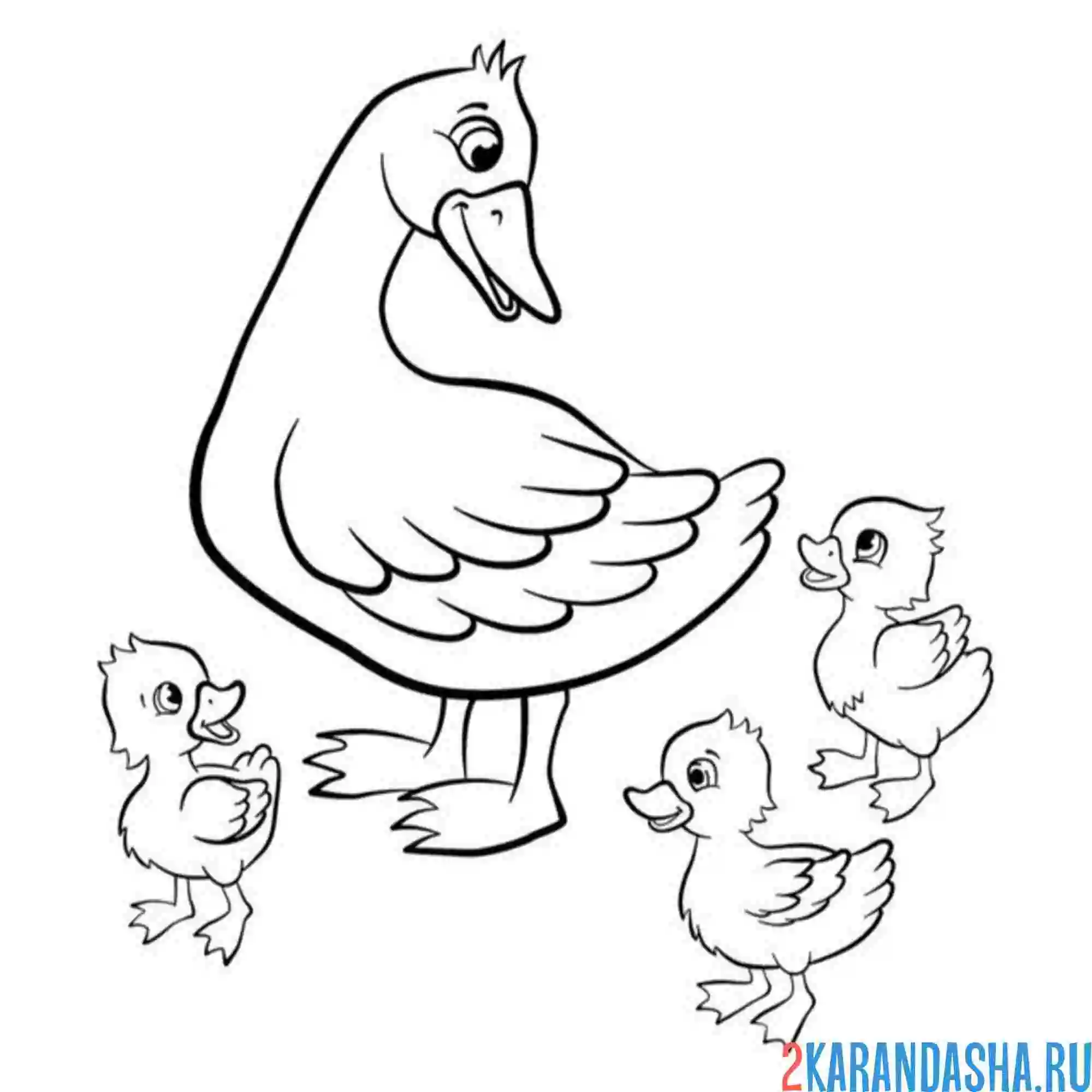 Раскраска утка мама и три утенка