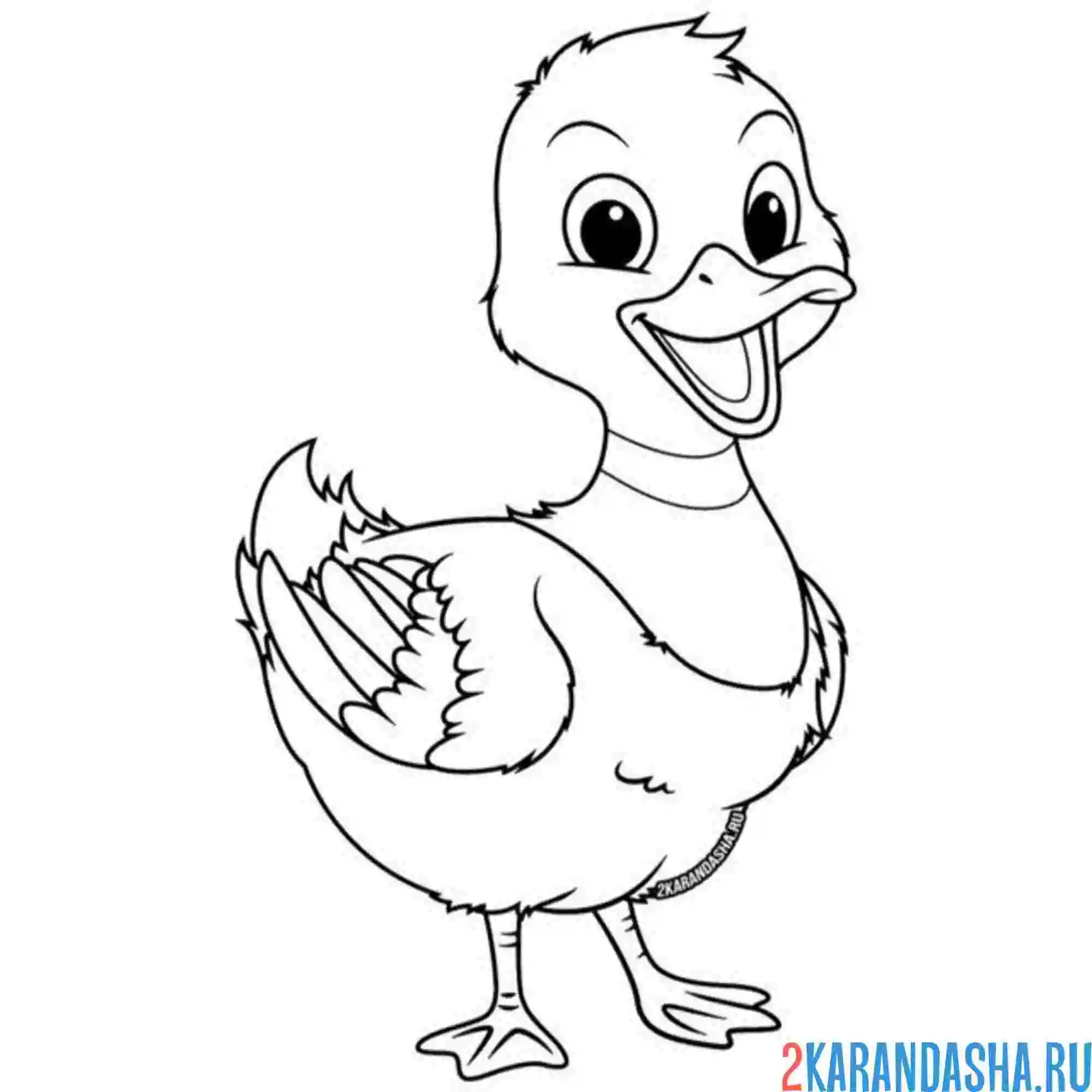 Раскраска очень красивая утка